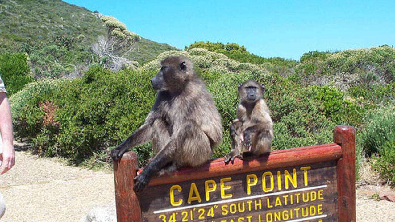 Private Cape Town Highlights: Table Mountain, Penguins & Cape Point