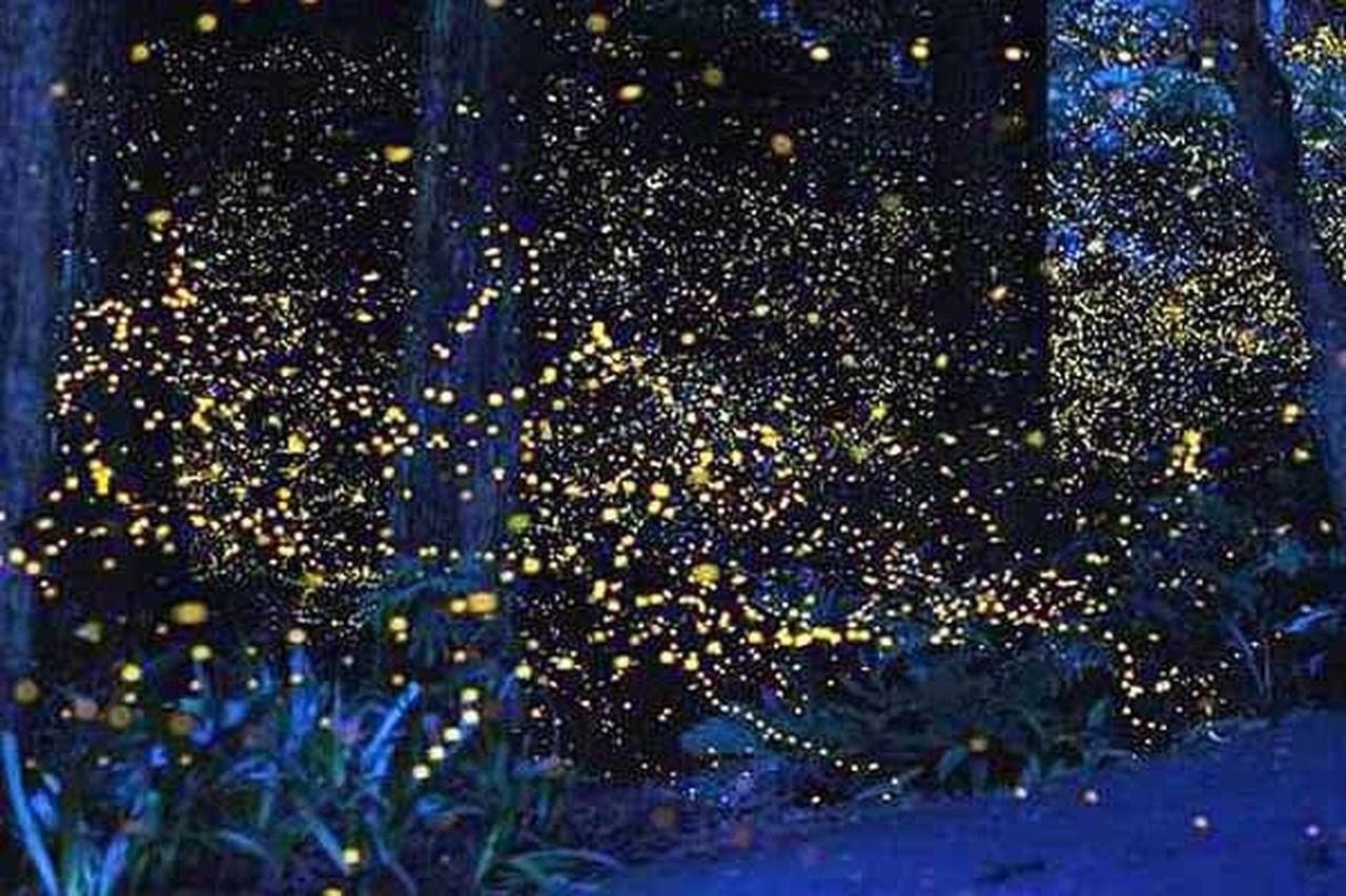 Puerto Princesa Bioluminescent Plankton & Firefly Evening Cruise