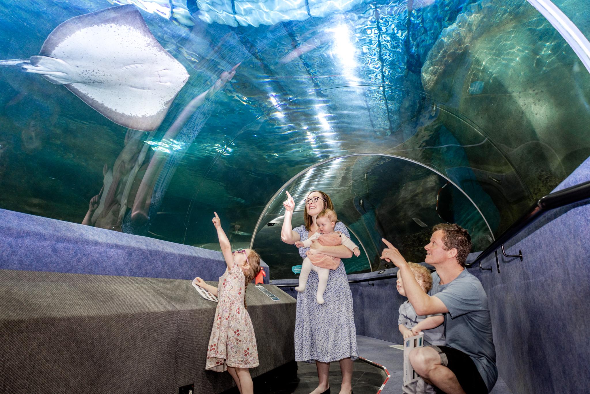 National Aquarium of New Zealand Entry Ticket