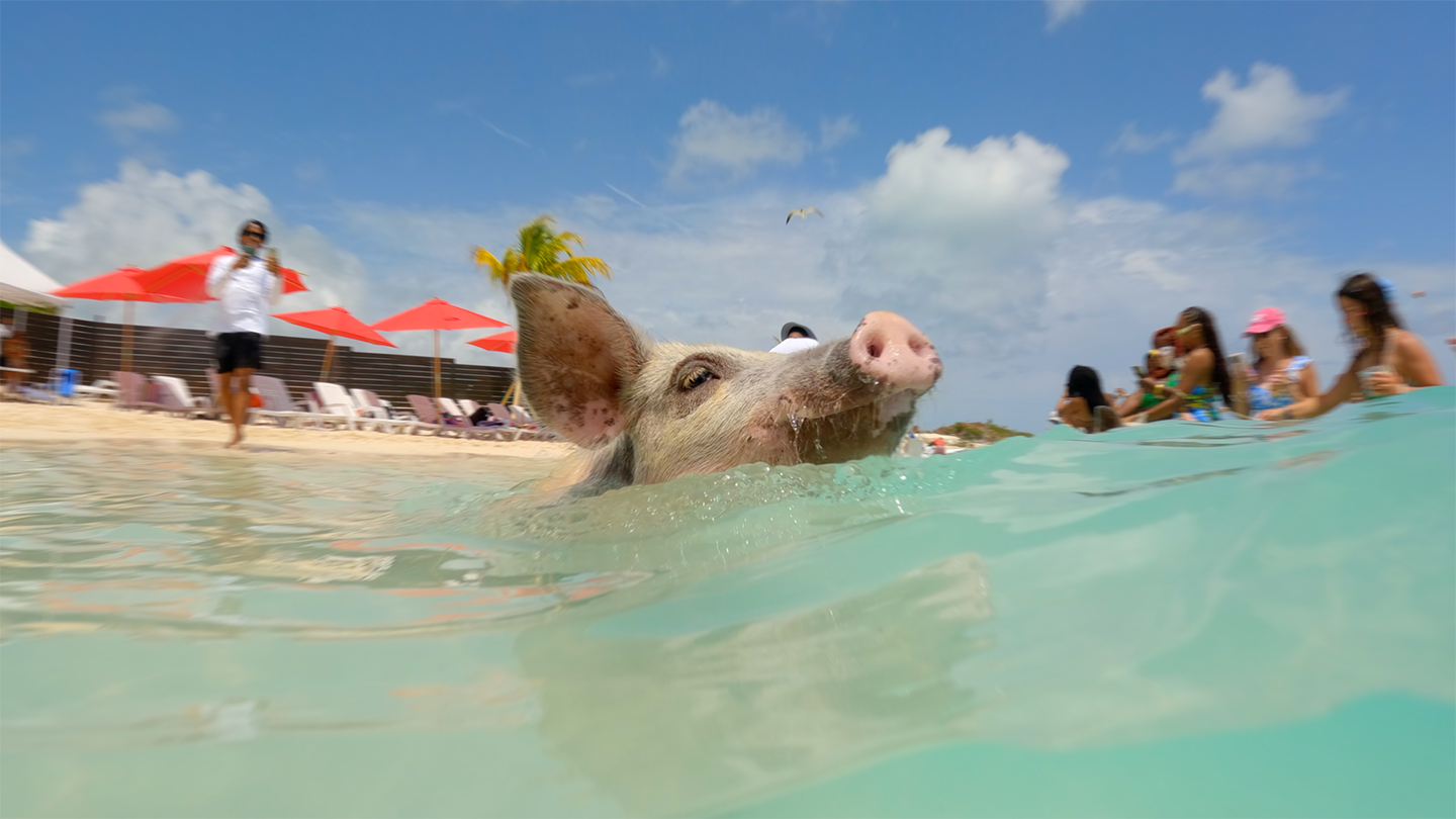 Mansa Bay Private Island Escape: Pigs, Jet Skis & Snorkeling