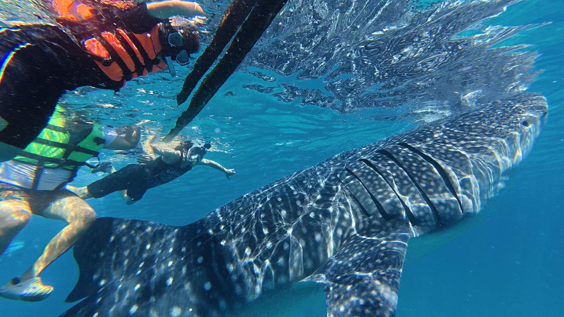 Private Oslob Whale Shark Expedition from Cebu