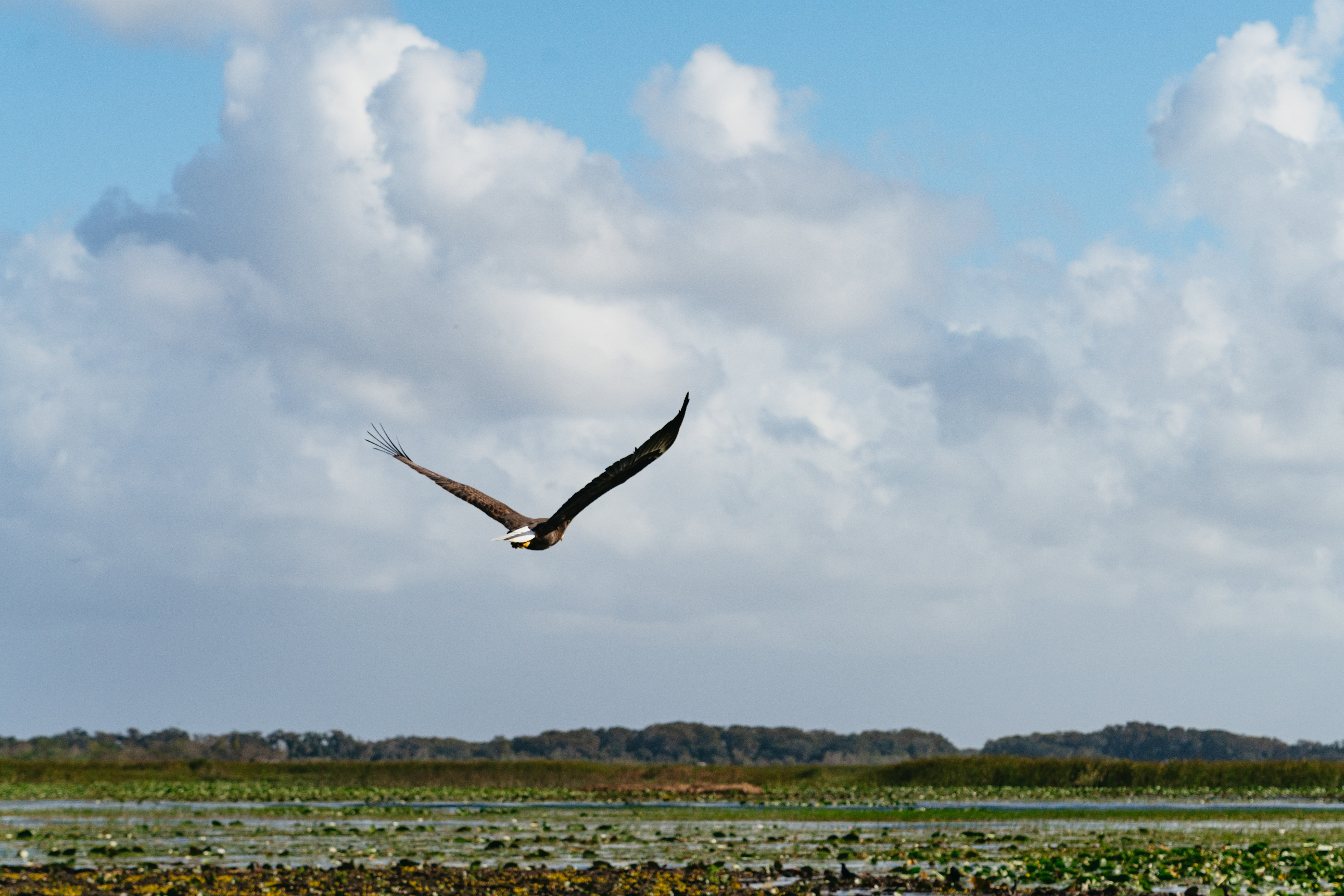 Florida Everglades Wildlife Airboat Adventure from Orlando