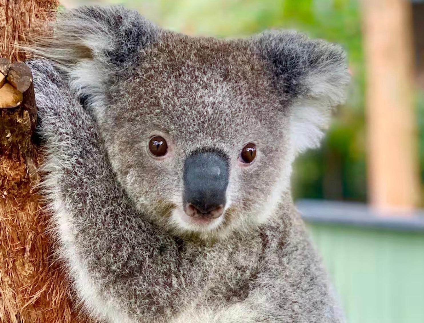 Sydney Wildlife Day Trip: Koalas, Kangaroos & BBQ Lunch