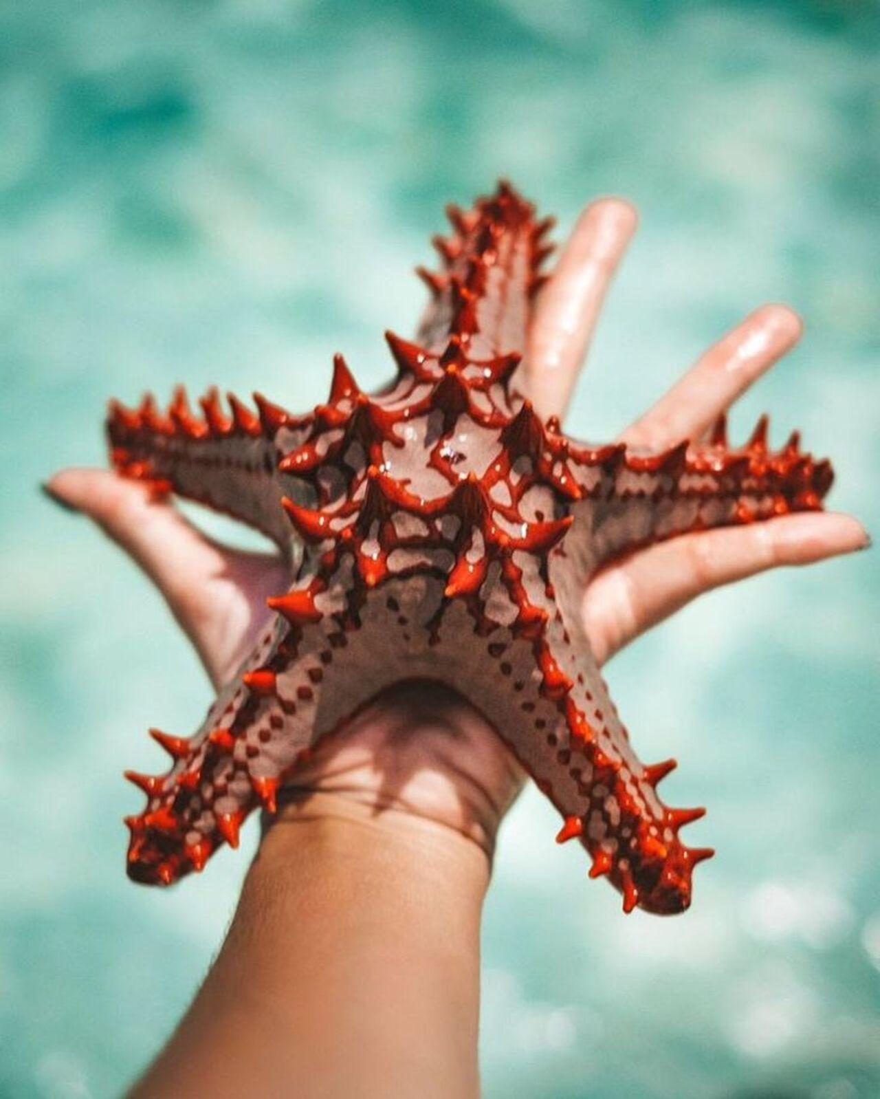 Zanzibar Marine Wonders & The Rock Restaurant Tour