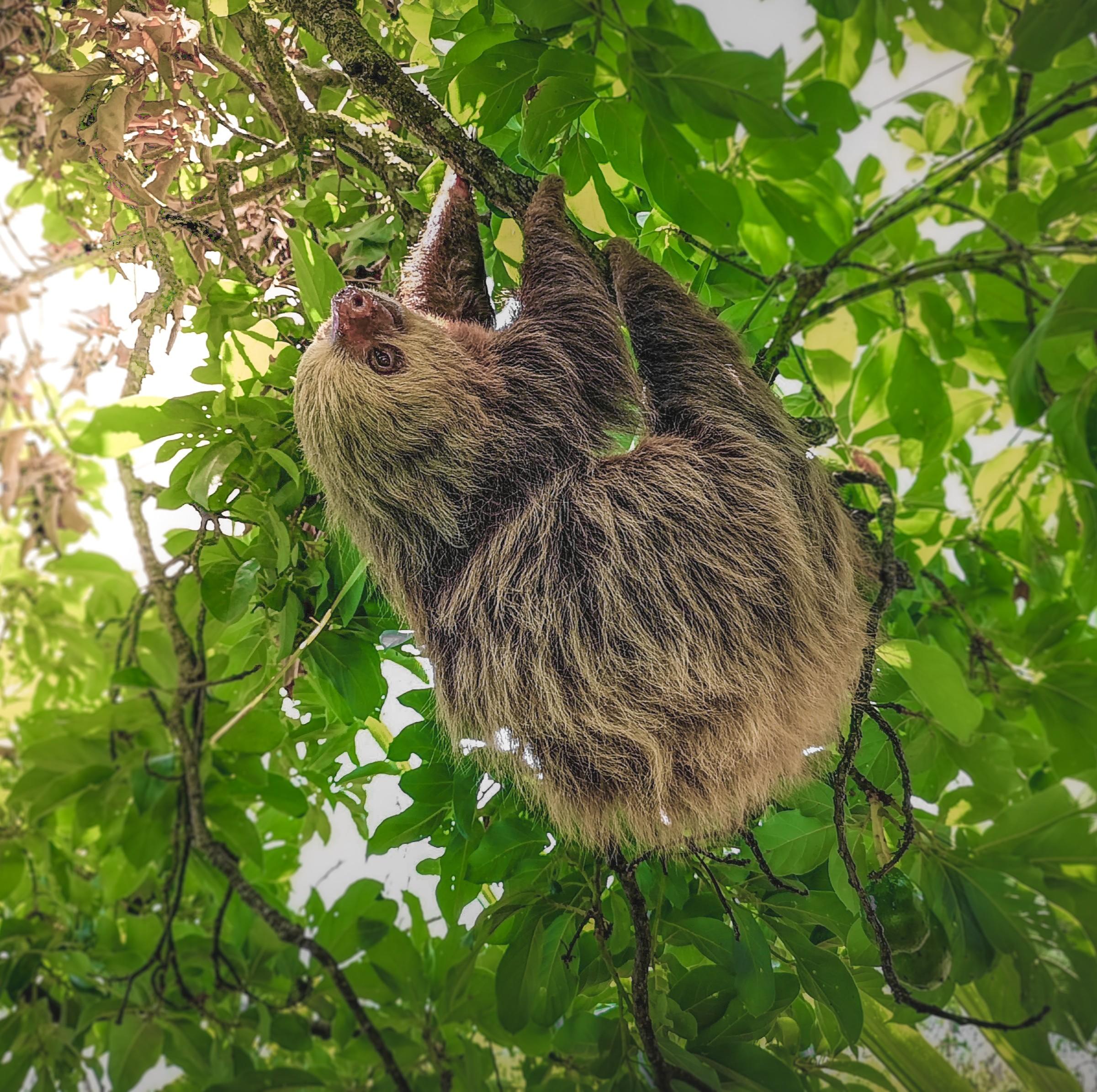 La Fortuna Sloth & Wildlife Nature Walk