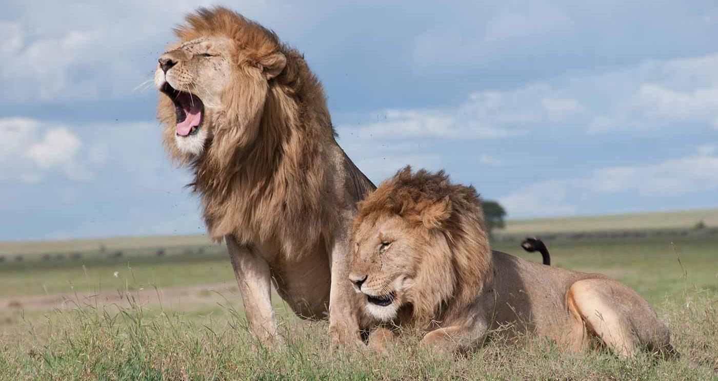 Nairobi Safari: National Park, Elephant Orphanage & Giraffe Center