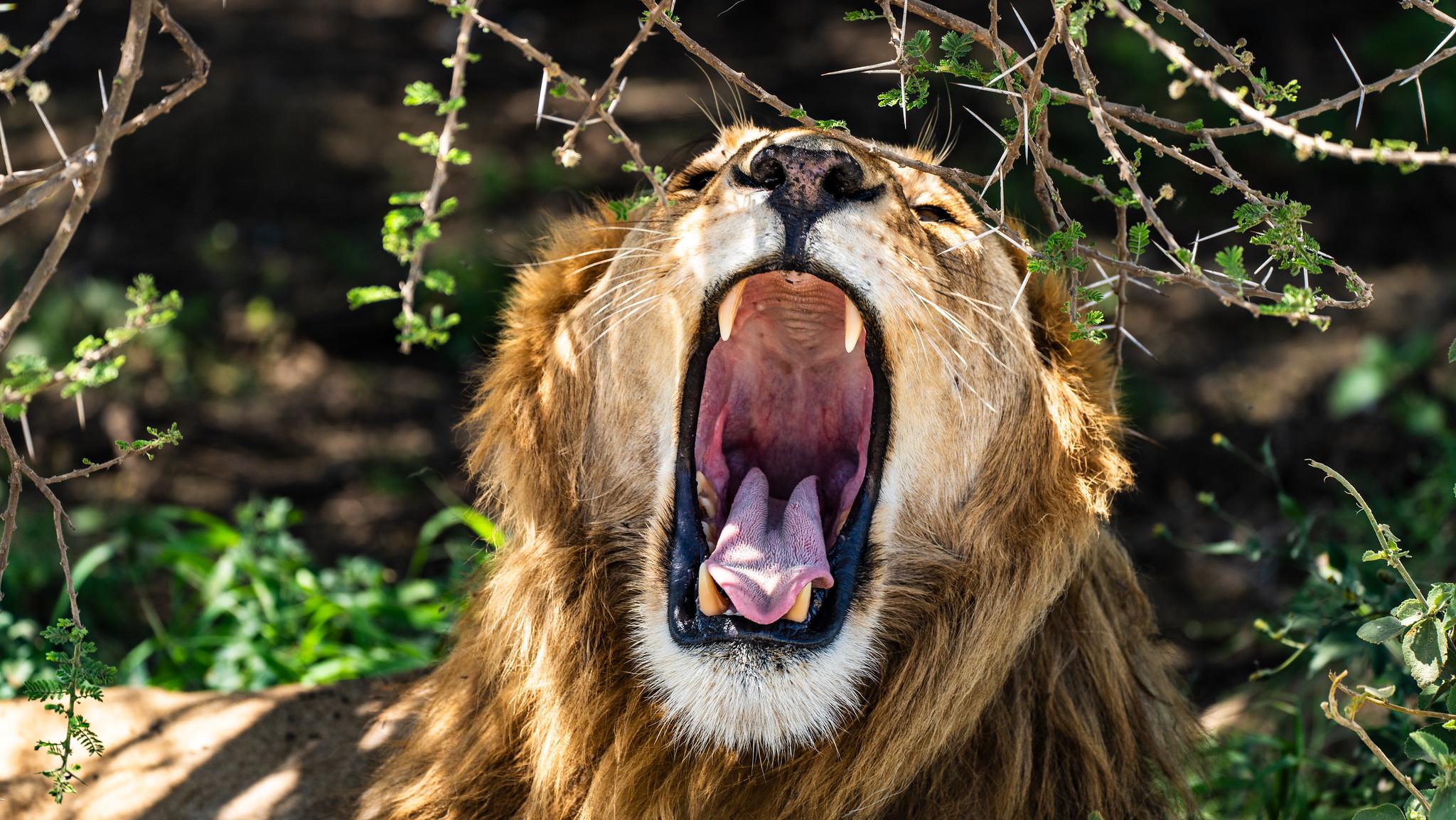 Zanzibar to Serengeti: 3-Day Fly-In Safari