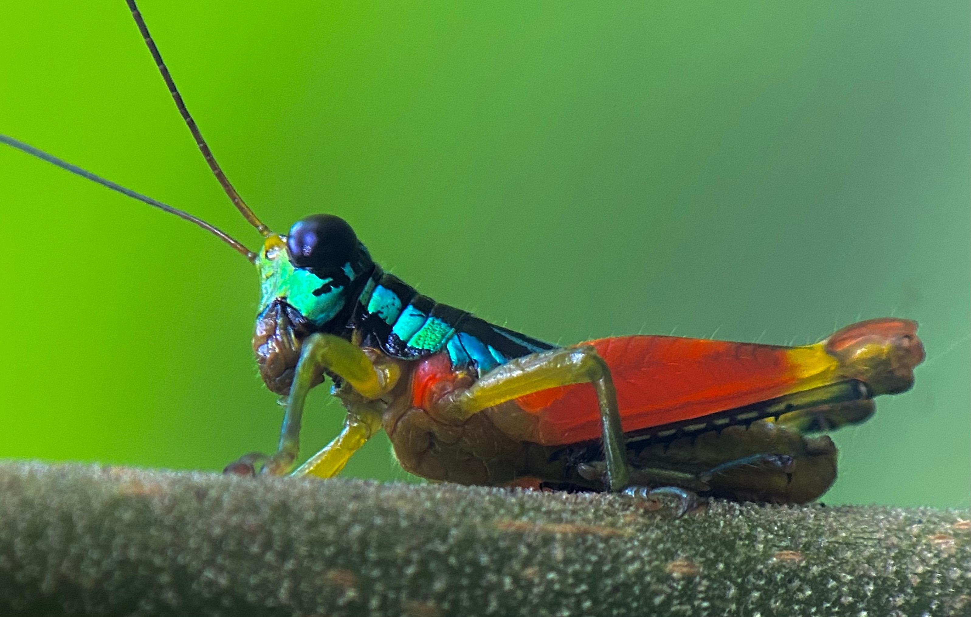Manuel Antonio National Park: Naturalist-Led Wildlife Walking Tour