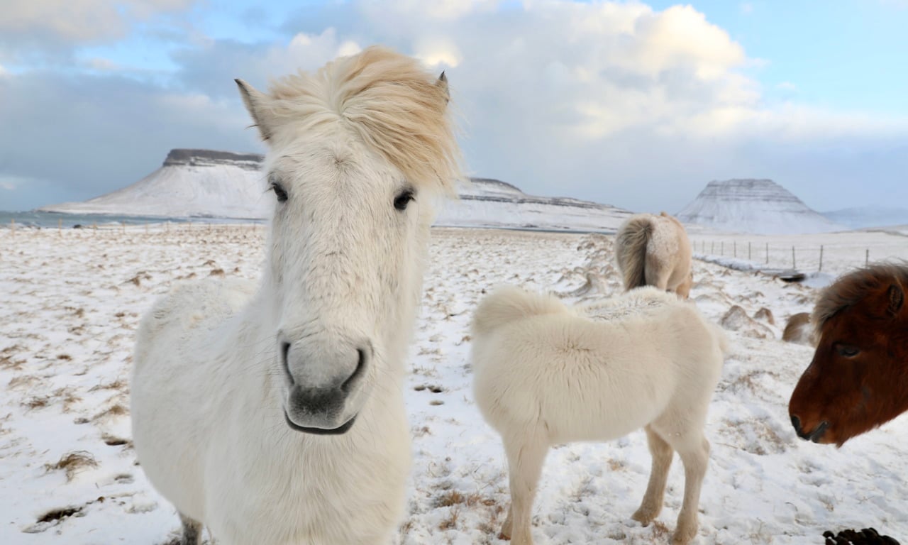 Golden Circle & Horseback Riding Adventure