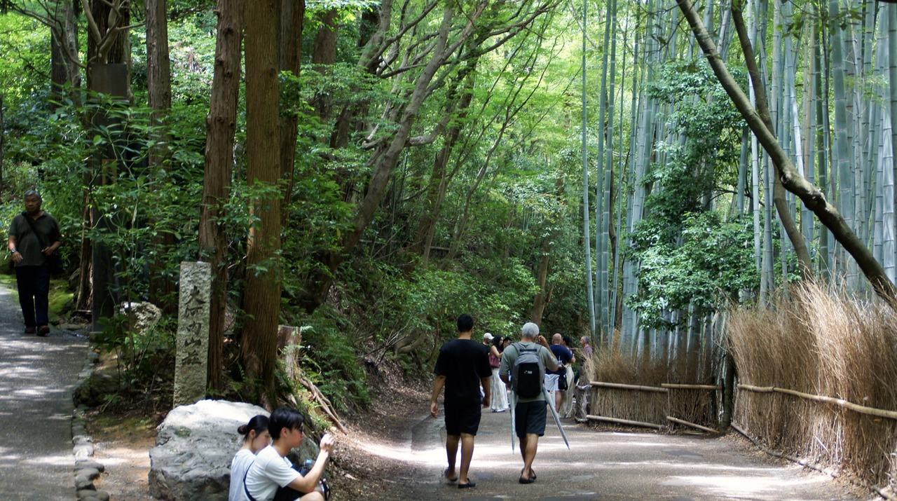 嵐山のハイライト：竹林、禅寺、モンキーパーク散策