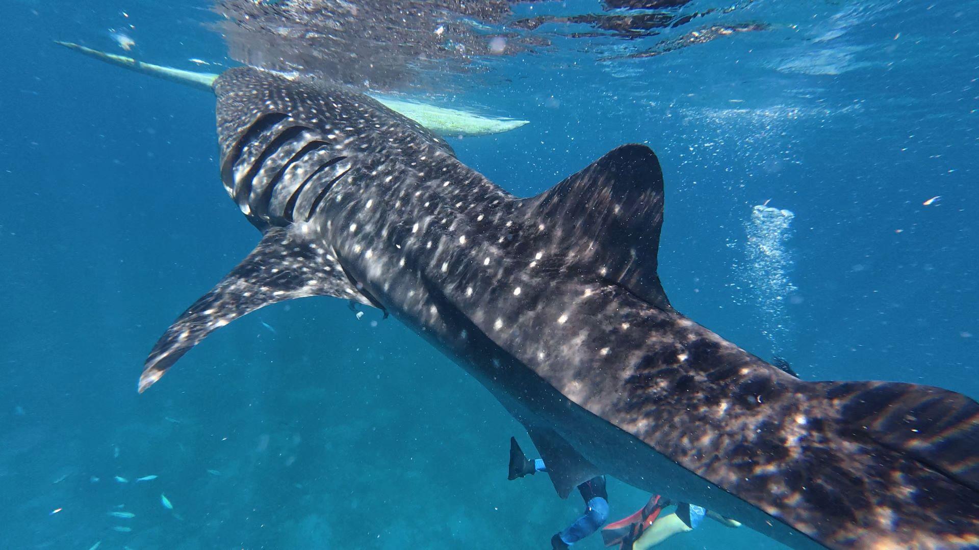 Private Oslob Whale Shark Expedition from Cebu