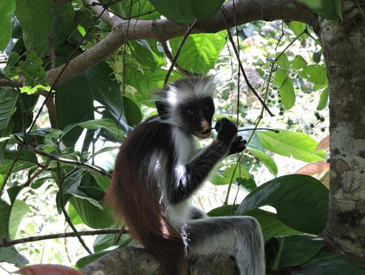Zanzibar: Jozani Forest, Butterfly Centre & Rock Restaurant Day Tour