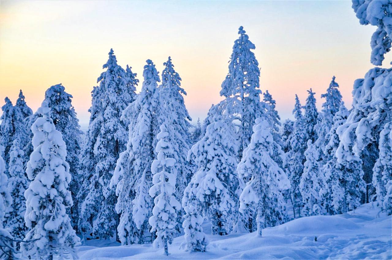Rovaniemi Arctic Snowmobile Adventure