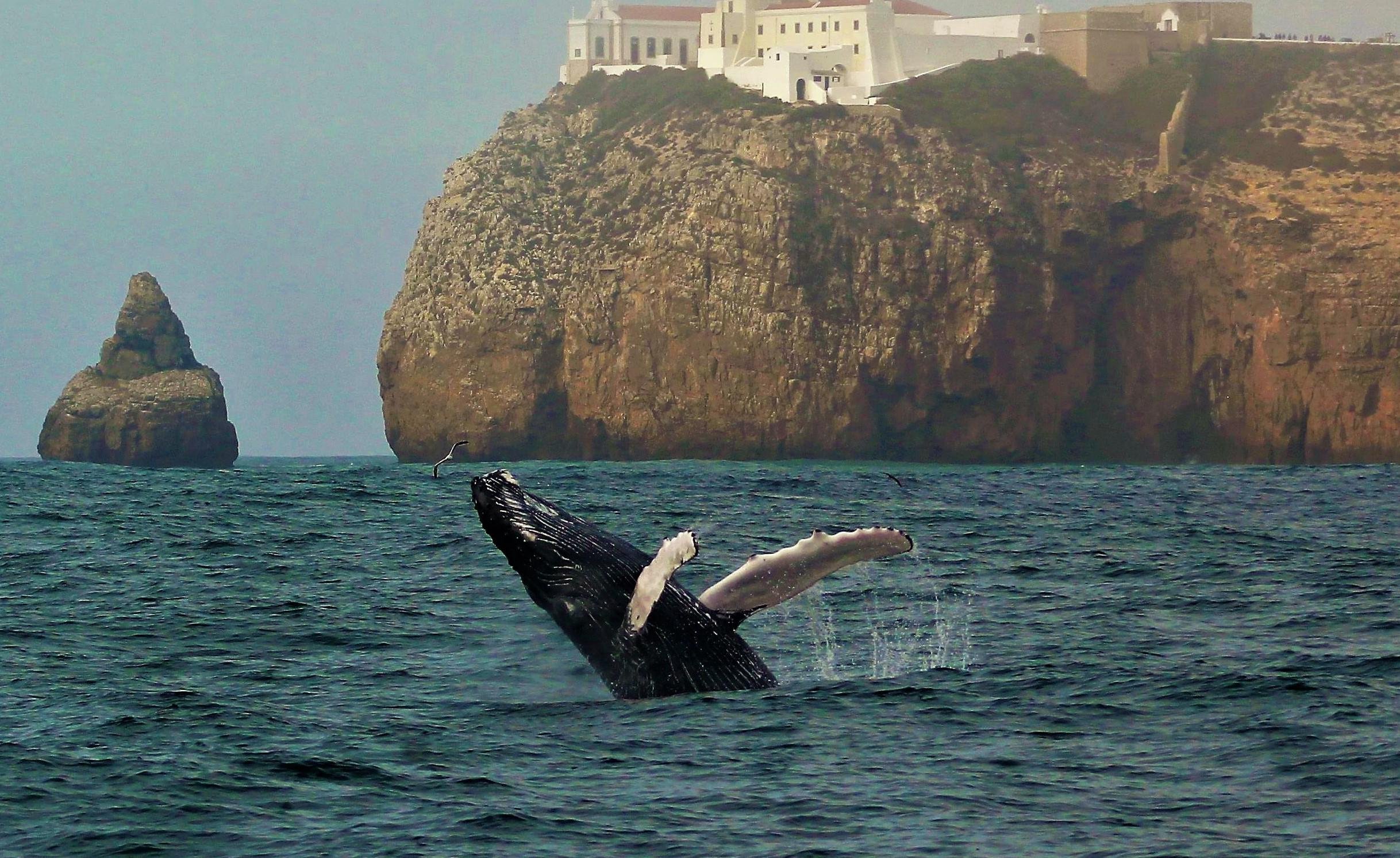 Sagres Dolphin & Whale Watching Wildlife Adventure