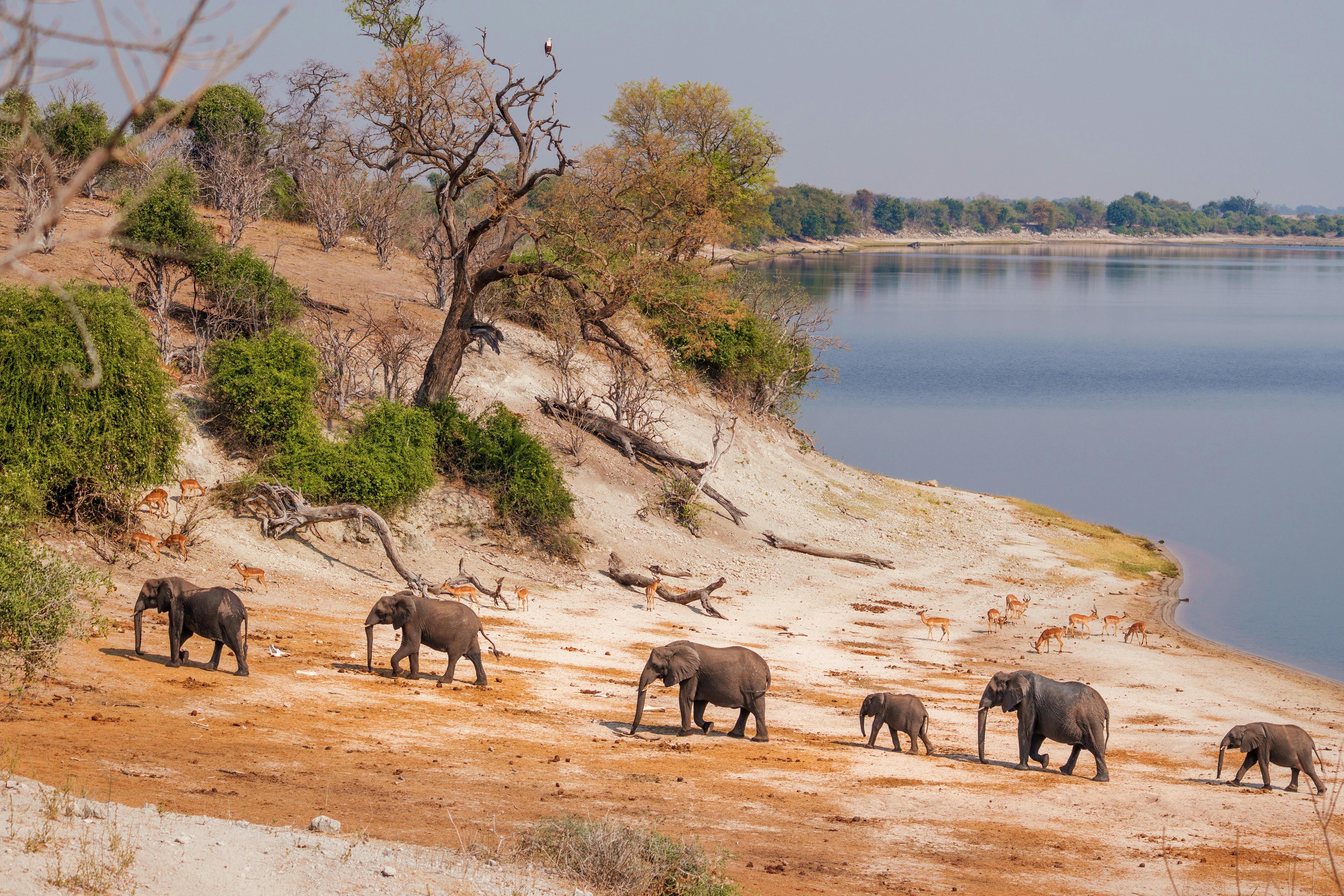 Chobe Full-Day Safari with River Cruise from Livingstone