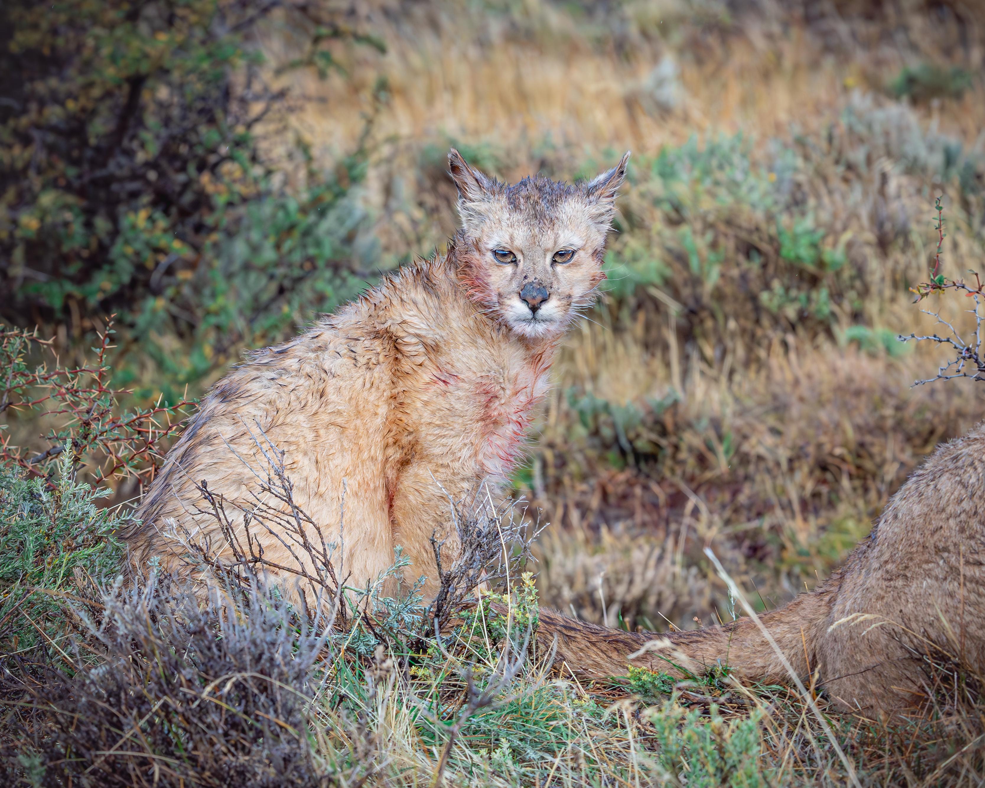 Patagonian Puma Tracking Expedition: Torres del Paine