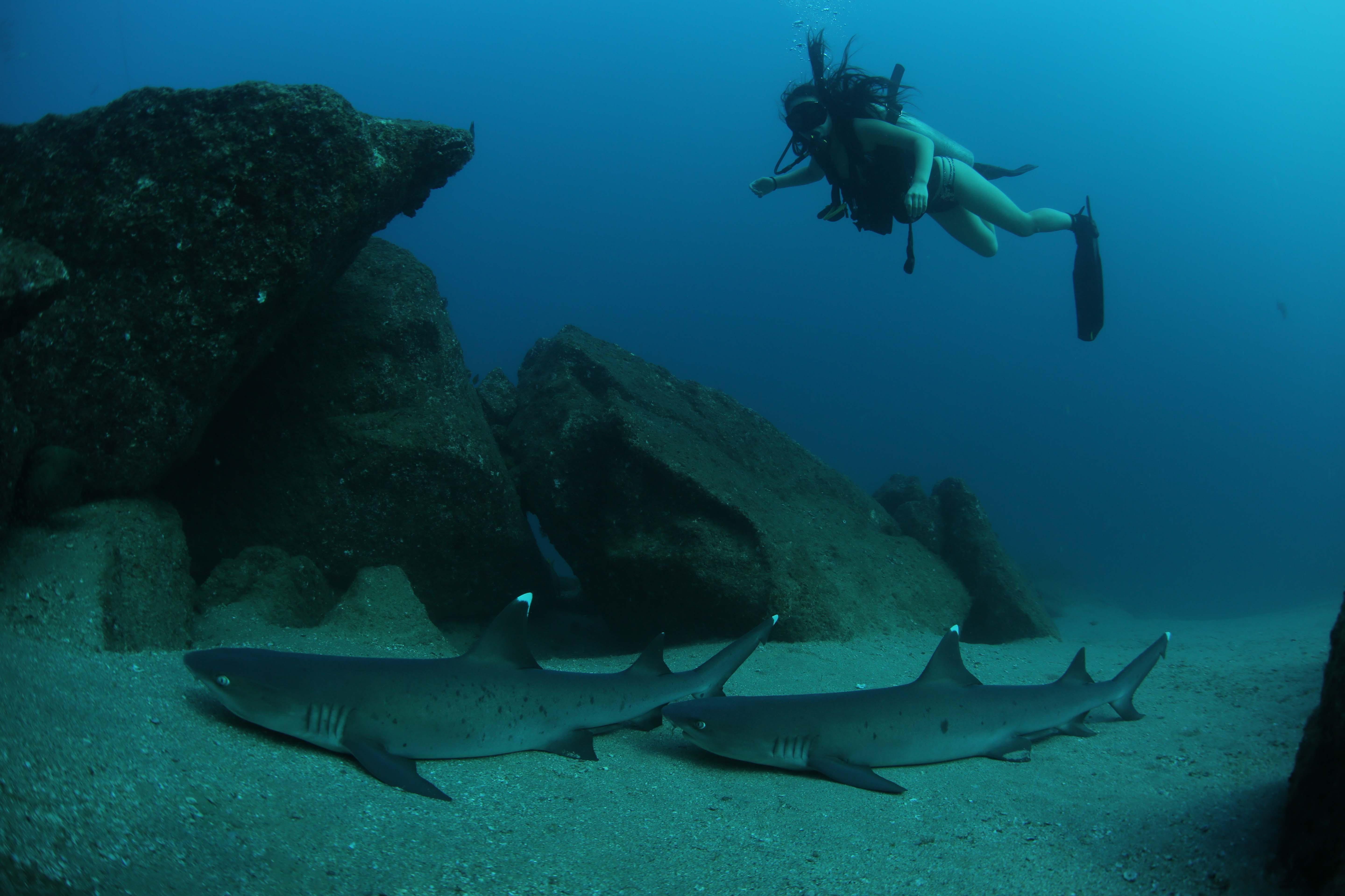 Cabo San Lucas Marine Park: Two-Tank Scuba Diving Adventure