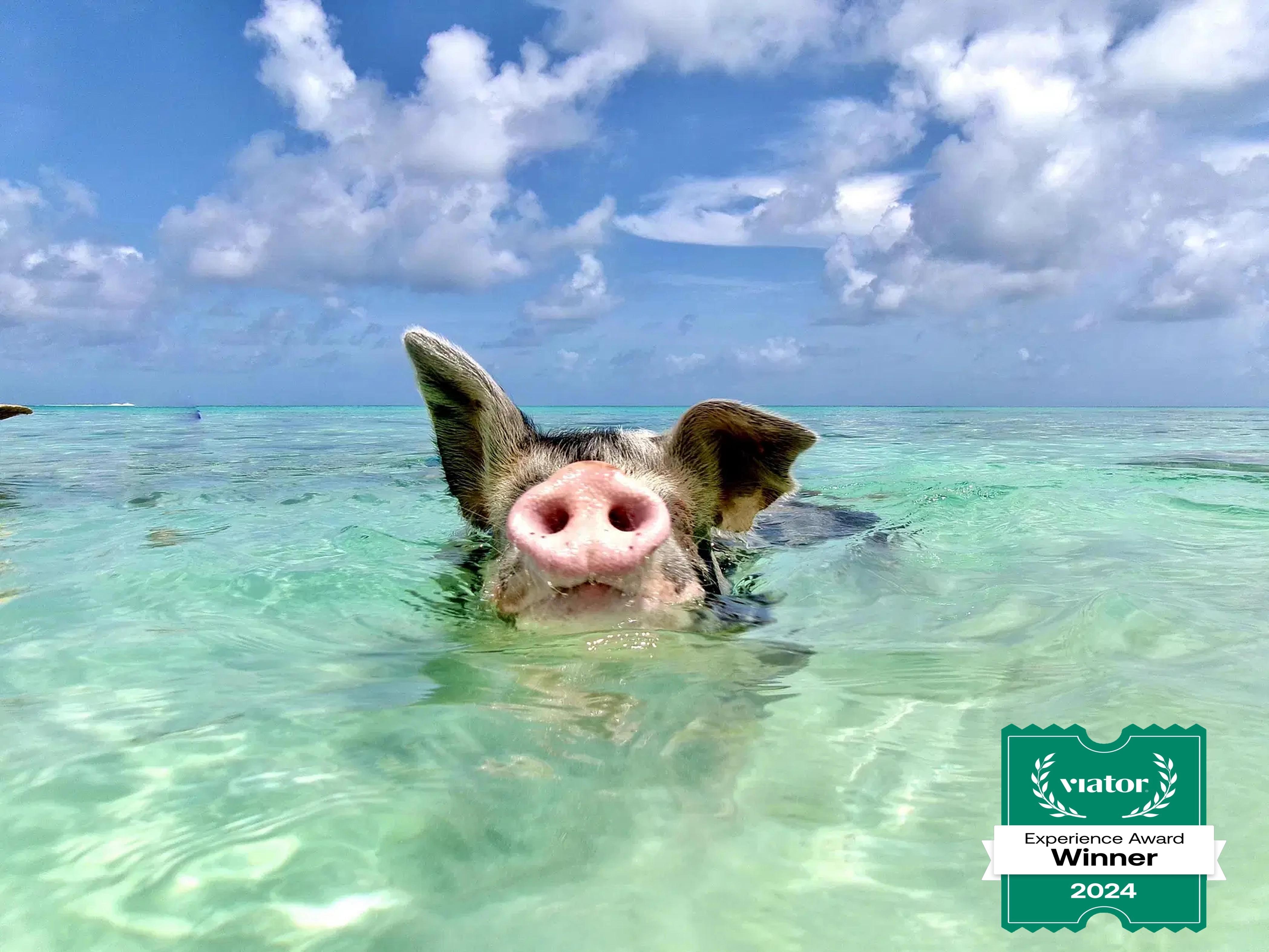 Nassau: Swimming Pigs & Private Beach Club Escape