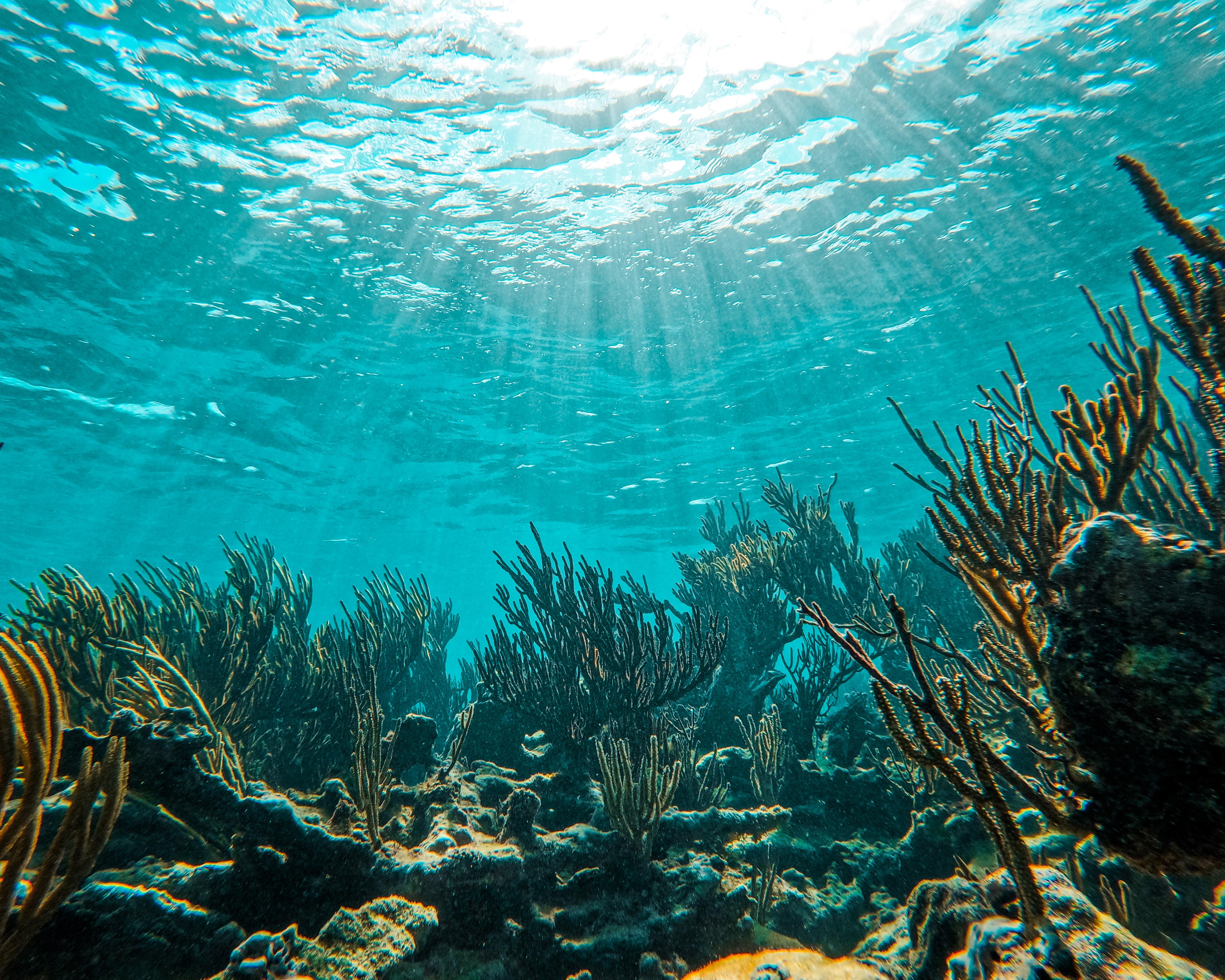Tulum Reef Snorkeling: Two Sites in Two Hours