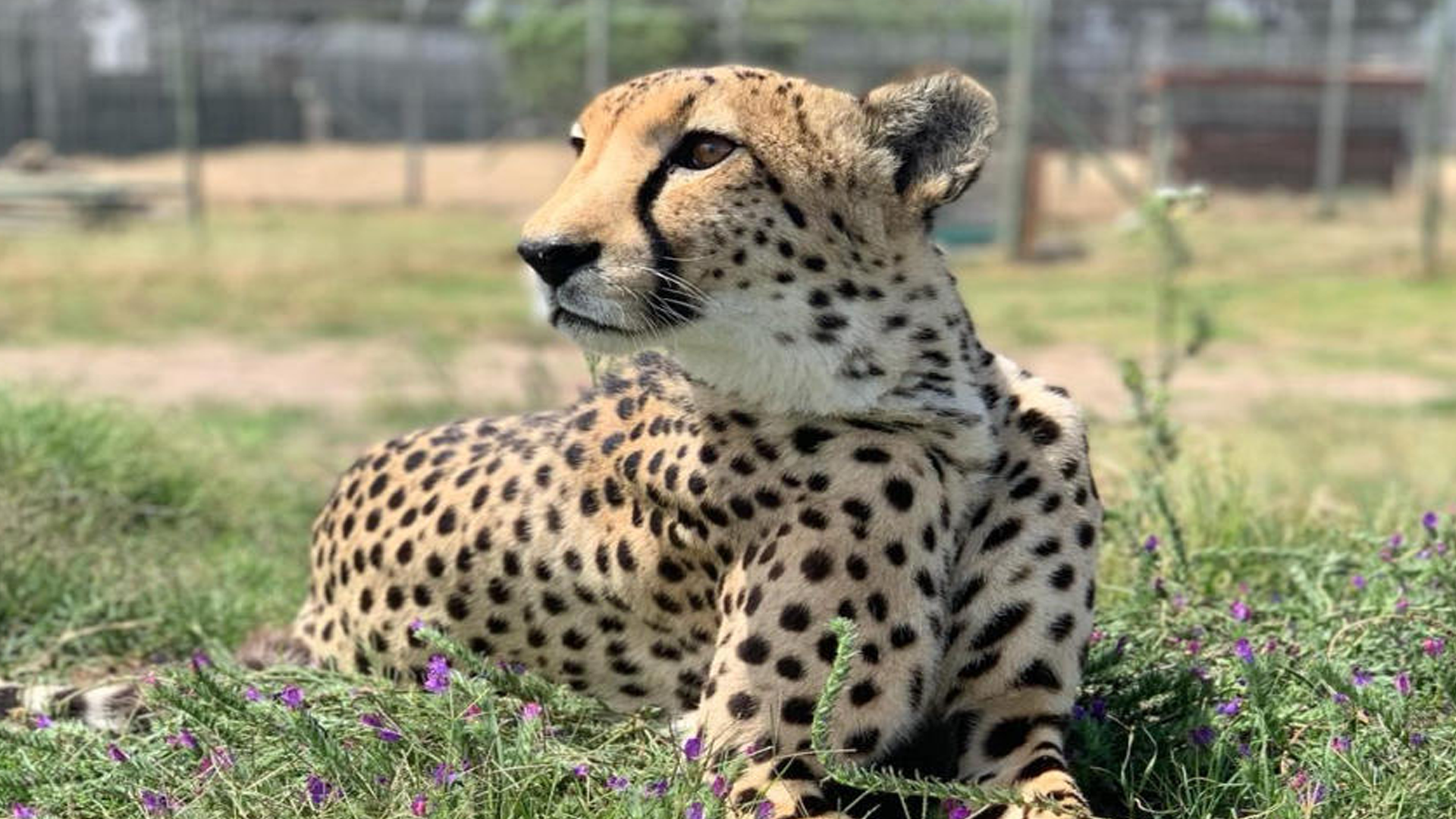 Cheetah Encounter & Cape Winelands Private Tour