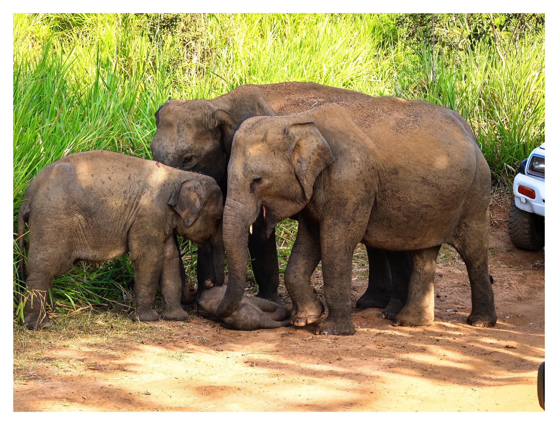 Sigiriya Elephant Safari: Shared 4x4 Tour to Minneriya