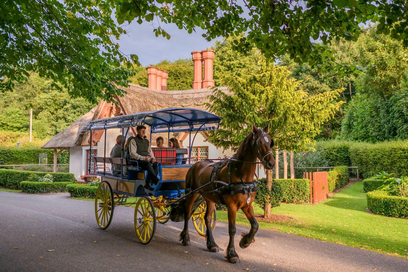 Horse-Drawn Carriage Tour Through Killarney National Park
