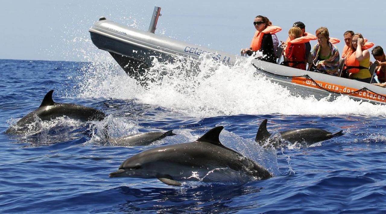 Madeira Marine Biologist-Led Dolphin and Whale Watching Speedboat Tour