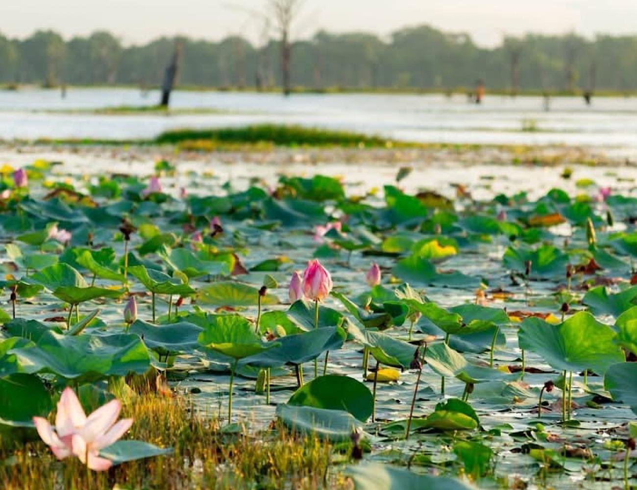 Siem Reap: Grand Circuit Temple Tour (Morning or Sunset)
