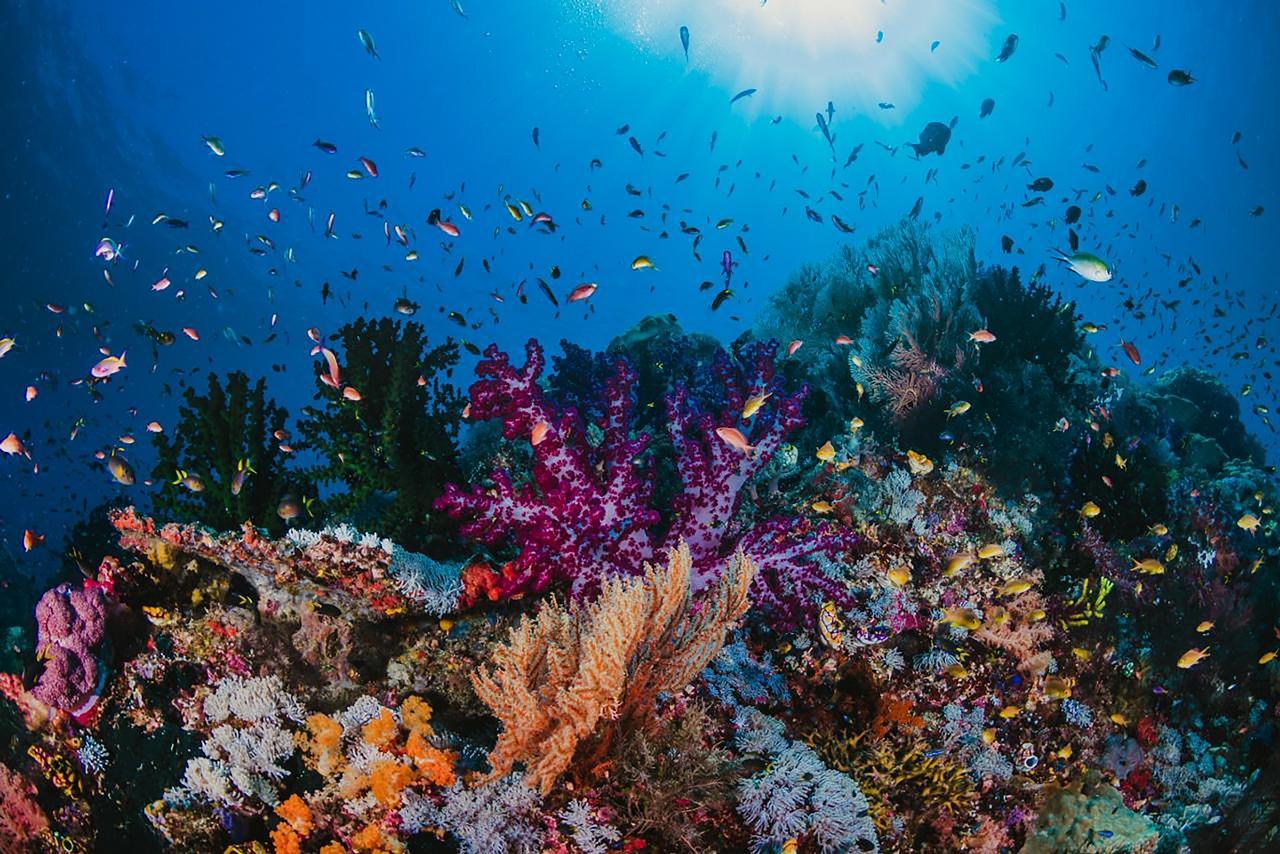Sharm el-Sheikh: White Island & Ras Mohamed National Park Snorkeling Day Trip