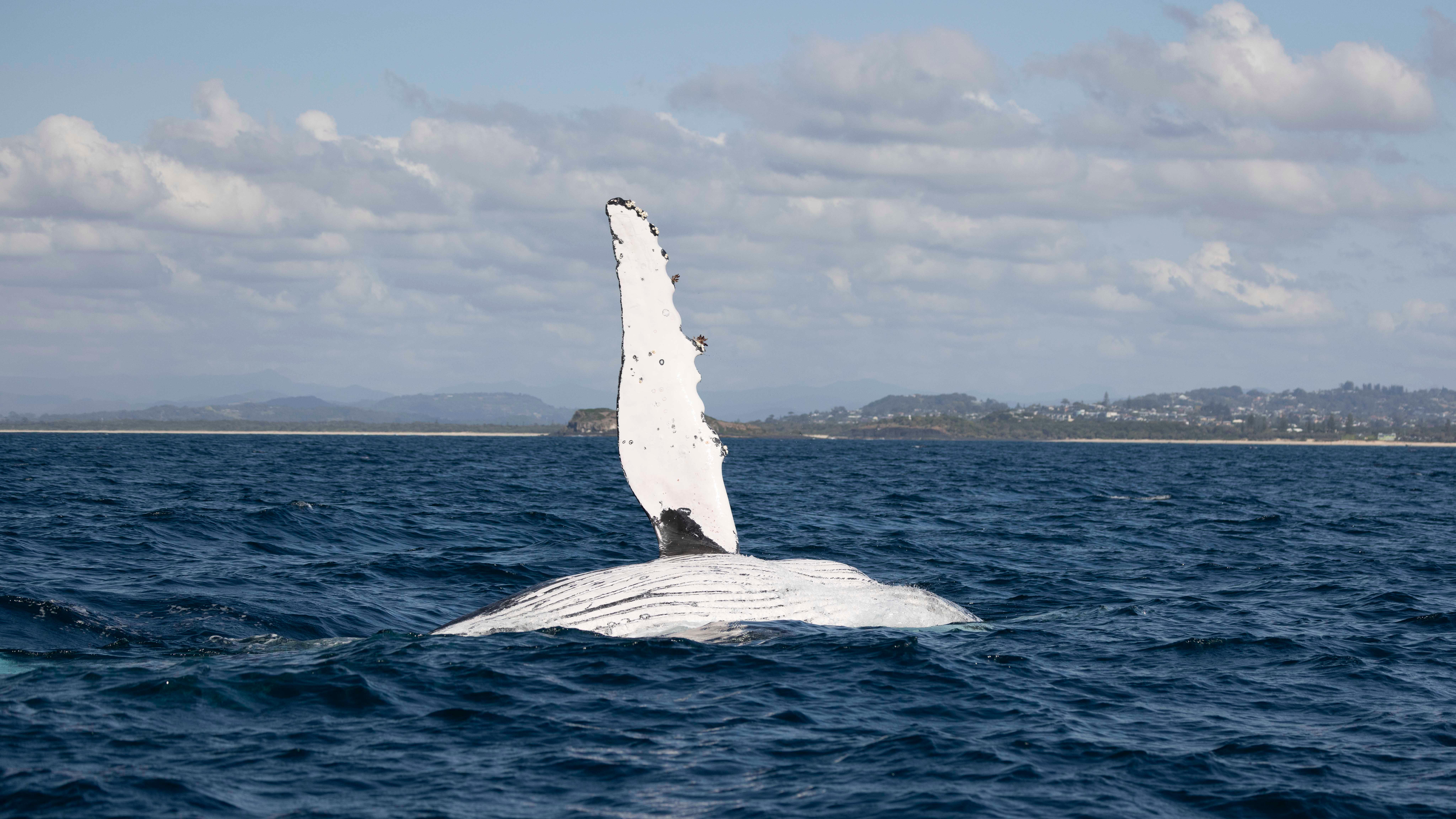 Gold Coast/Coolangatta: Whale Watching with Marine Biologist