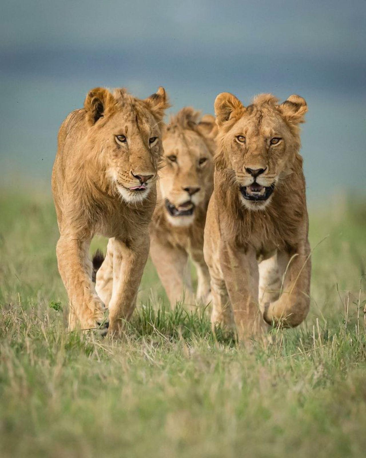 3-Day Maasai Mara Shared Jeep Safari from Nairobi