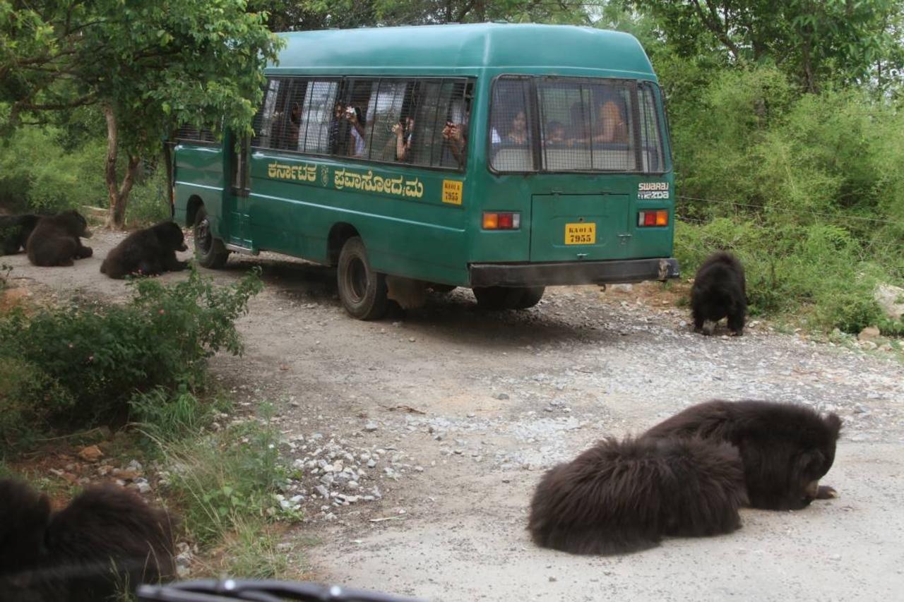 Bannerghatta Wildlife & Bangalore Heritage Private Tour