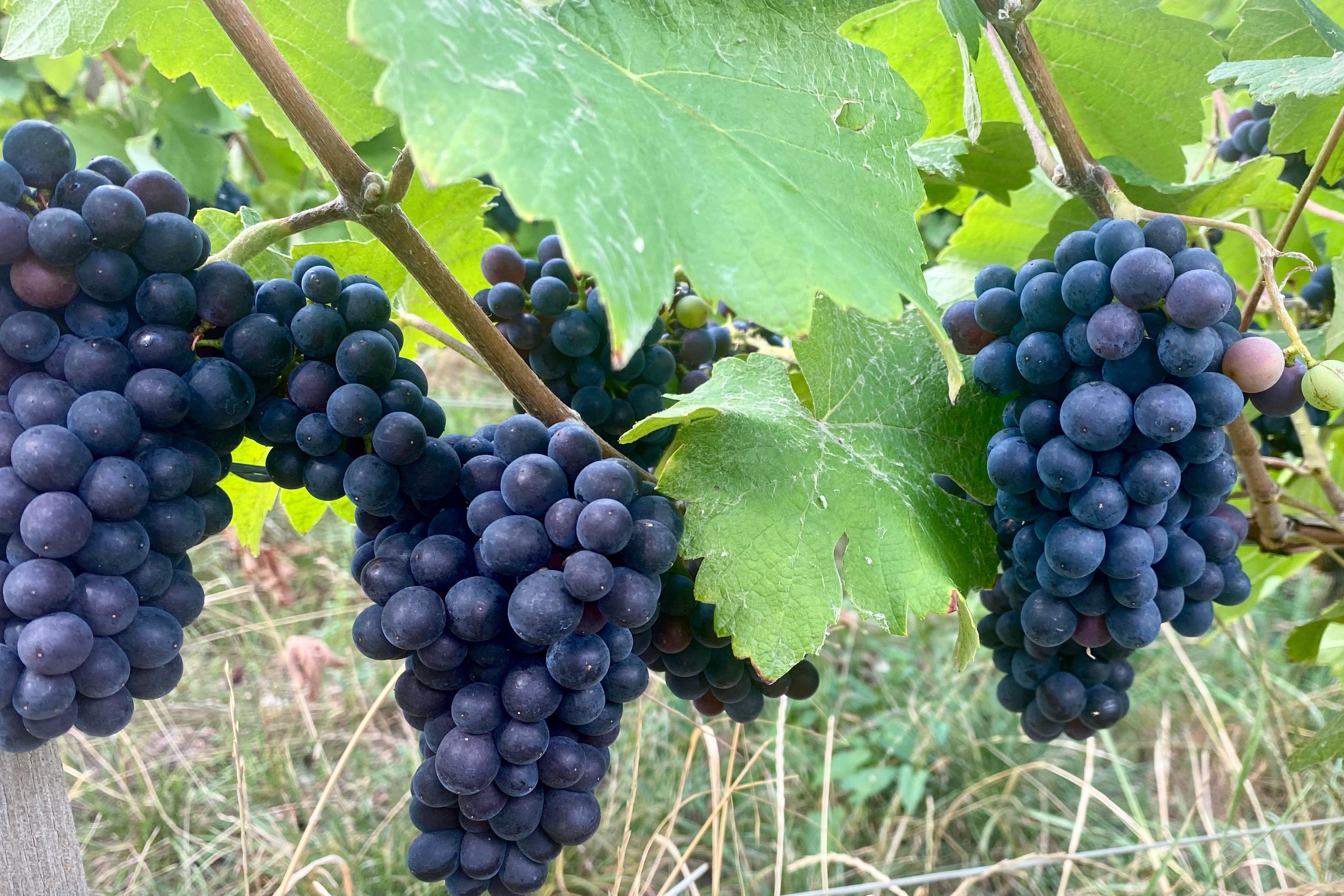 Private Champagne tour — Mercedes V-Class, riddling racks, grower vigneron lunch, 9-glass tasting — image 9