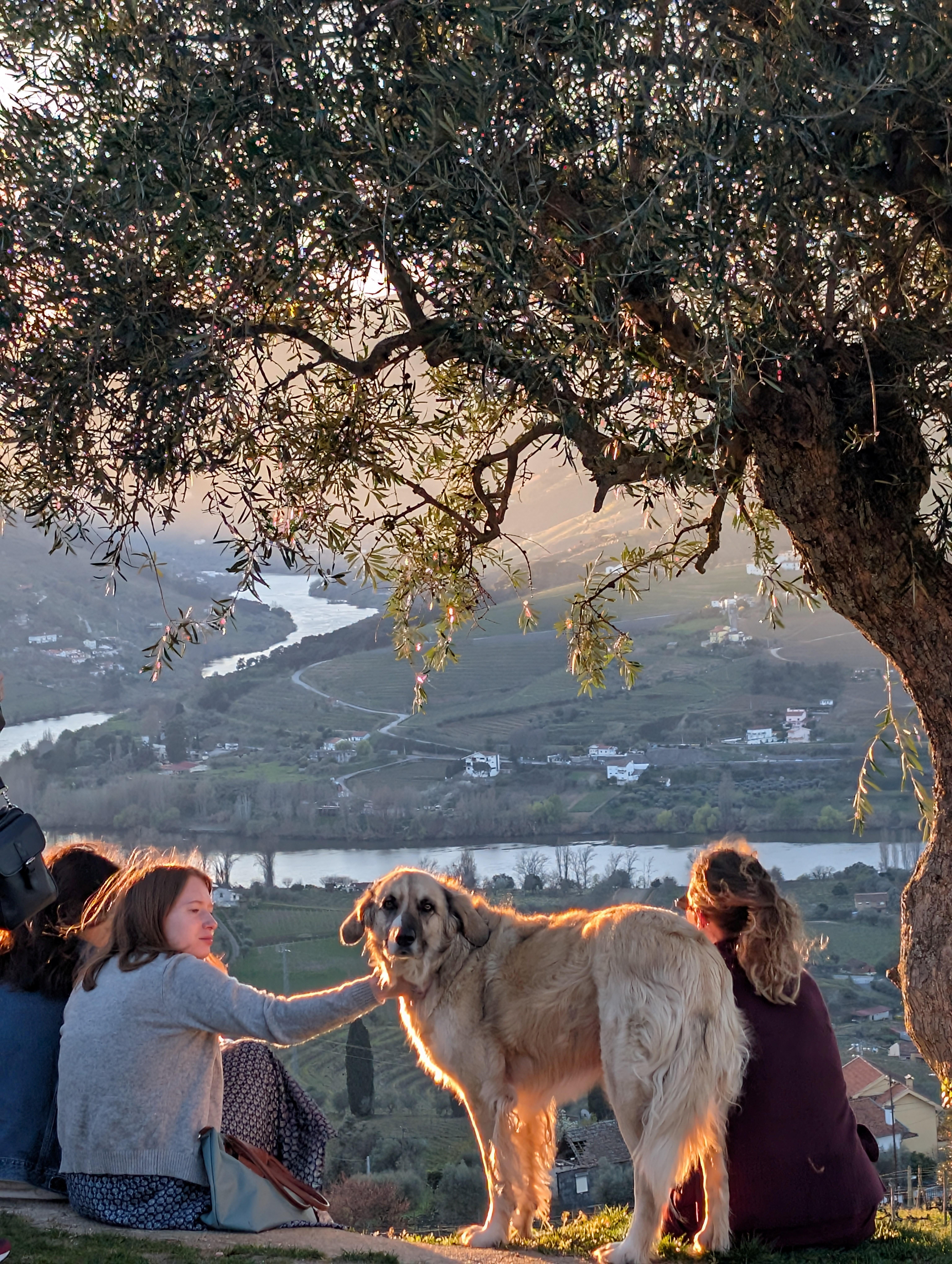 Porto: Douro Valley & Vinho Verde Day Tour with Tastings, Lunch & Boat Cruise