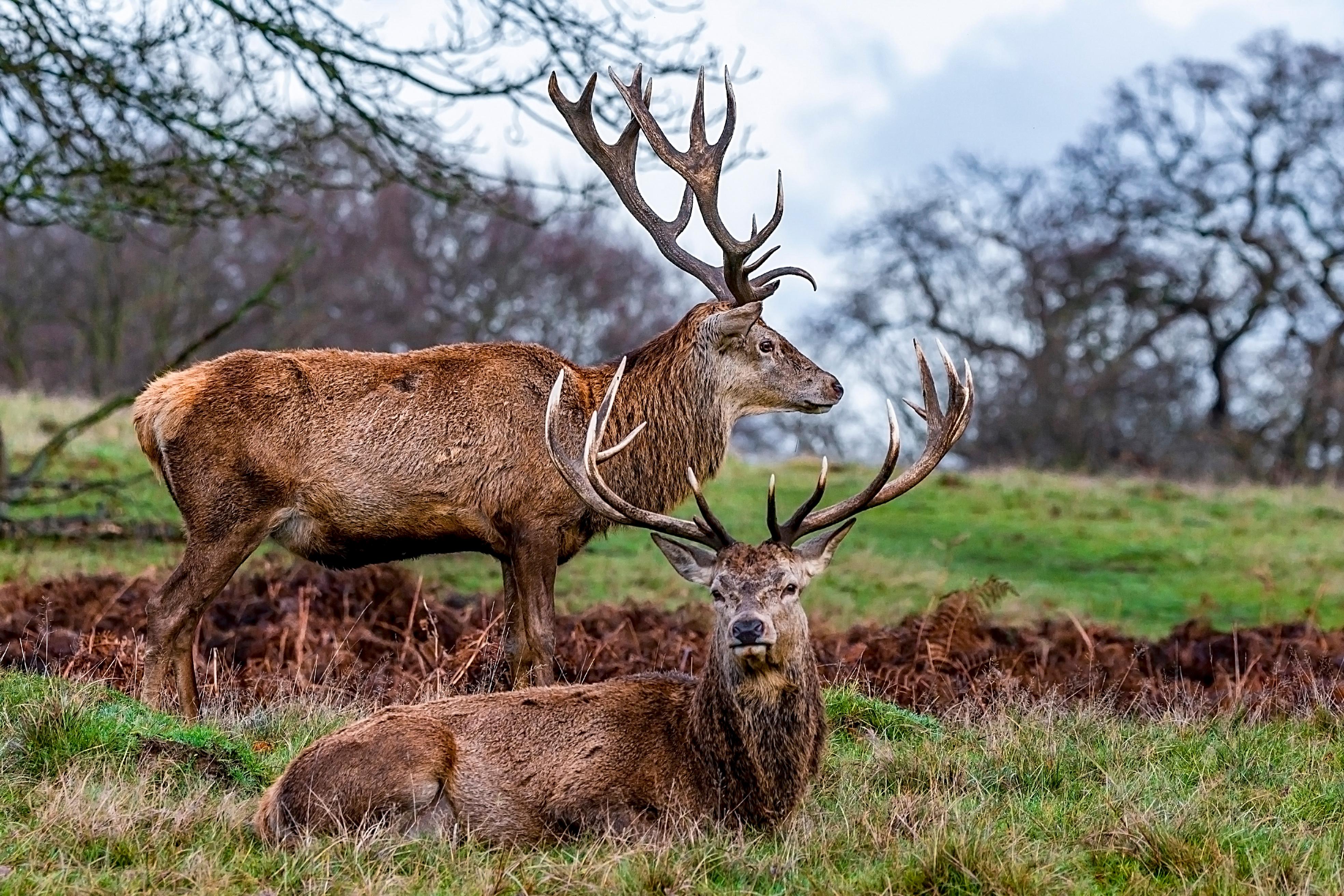 London: Richmond Park Nature Photography Workshop