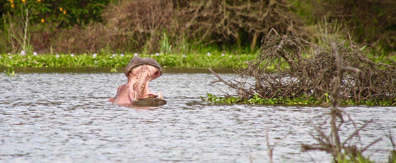 5-Day Private Kenya Safari: Maasai Mara, Nakuru & Naivasha