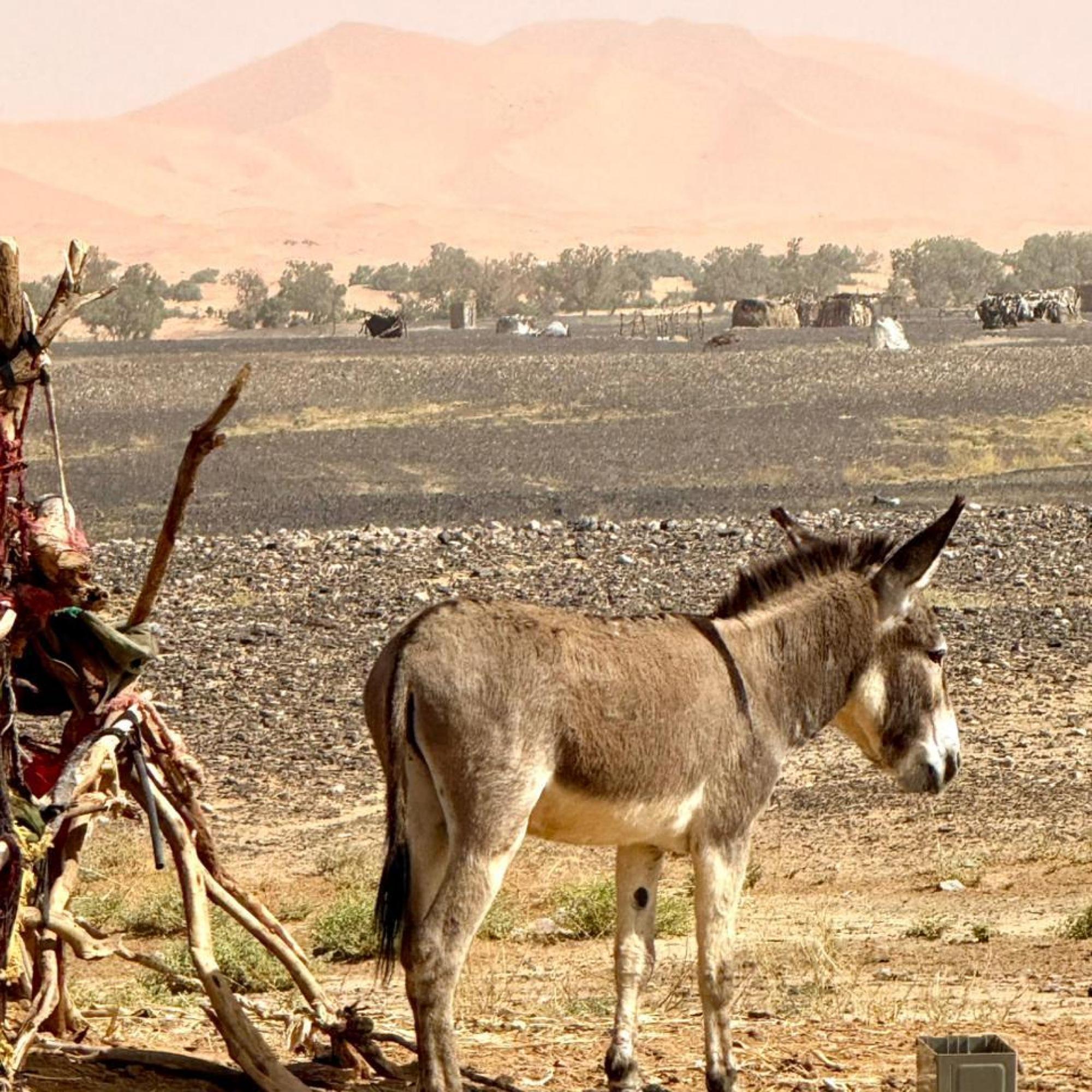 Merzouga Desert 4x4: Nomads, Mines & Gnawa Music in Khamlia