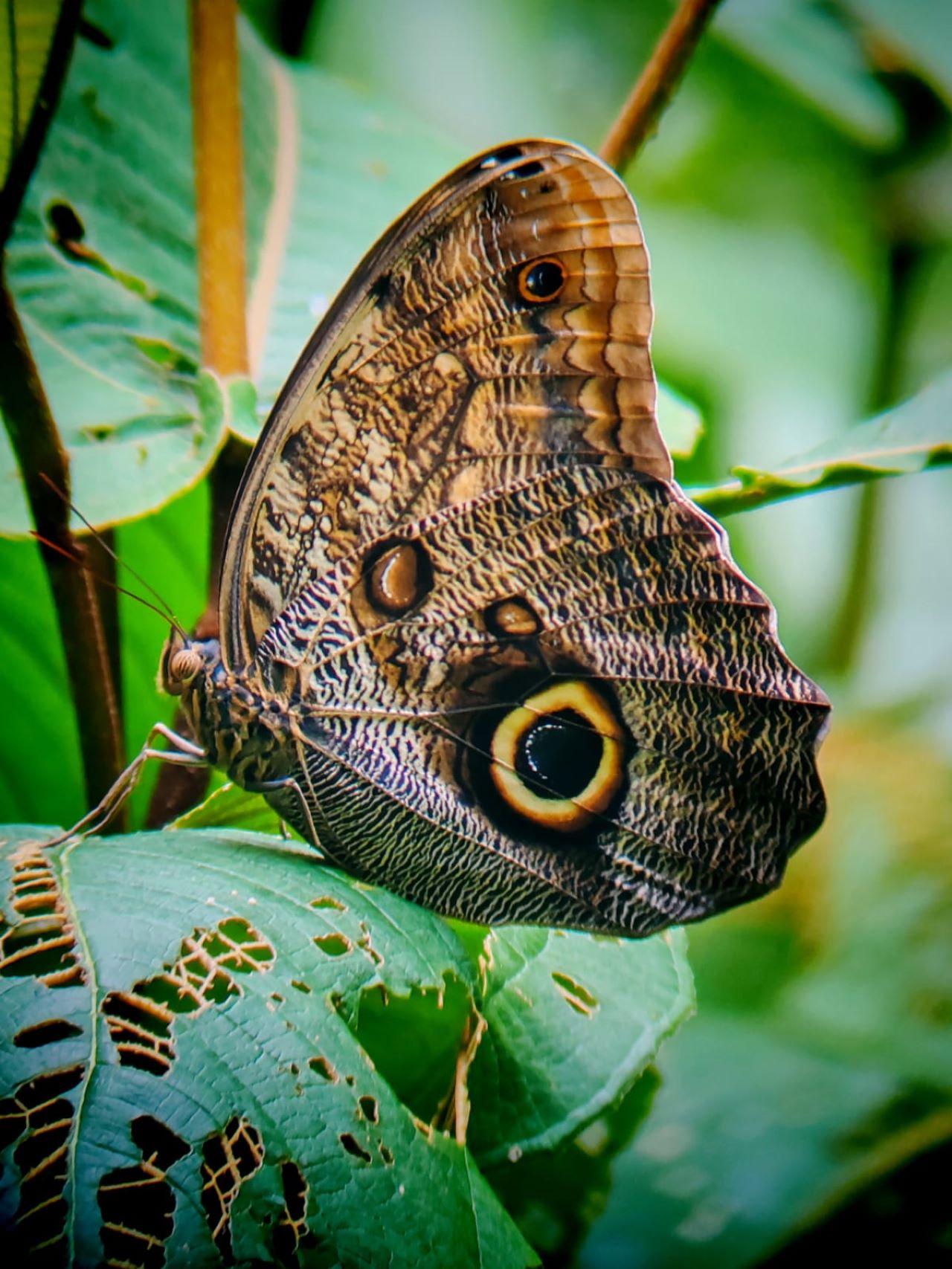 Manuel Antonio National Park: Expert-Guided Wildlife Hike