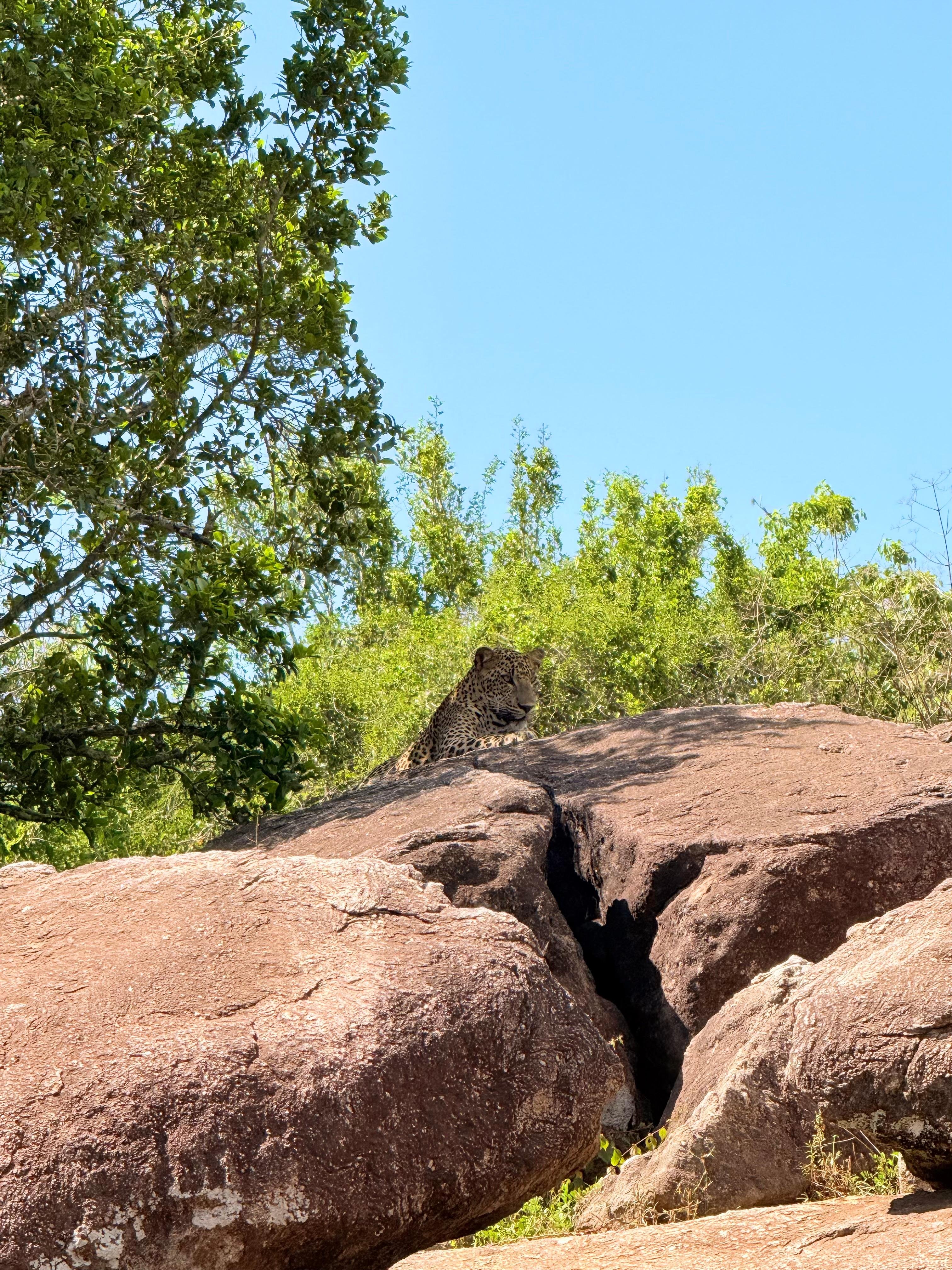 Private Yala National Park Safari with All-Inclusive Transfers