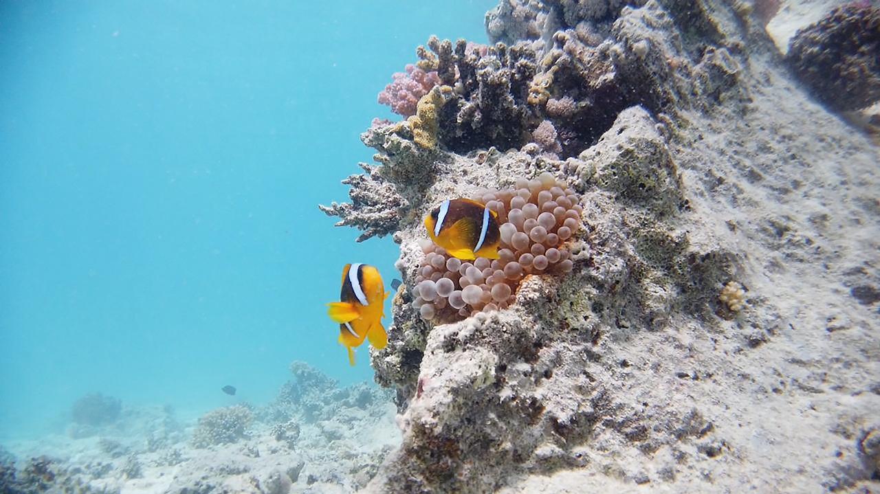 Ras Mohammed Luxury Dive Cruise from Sharm El Sheikh with Lunch