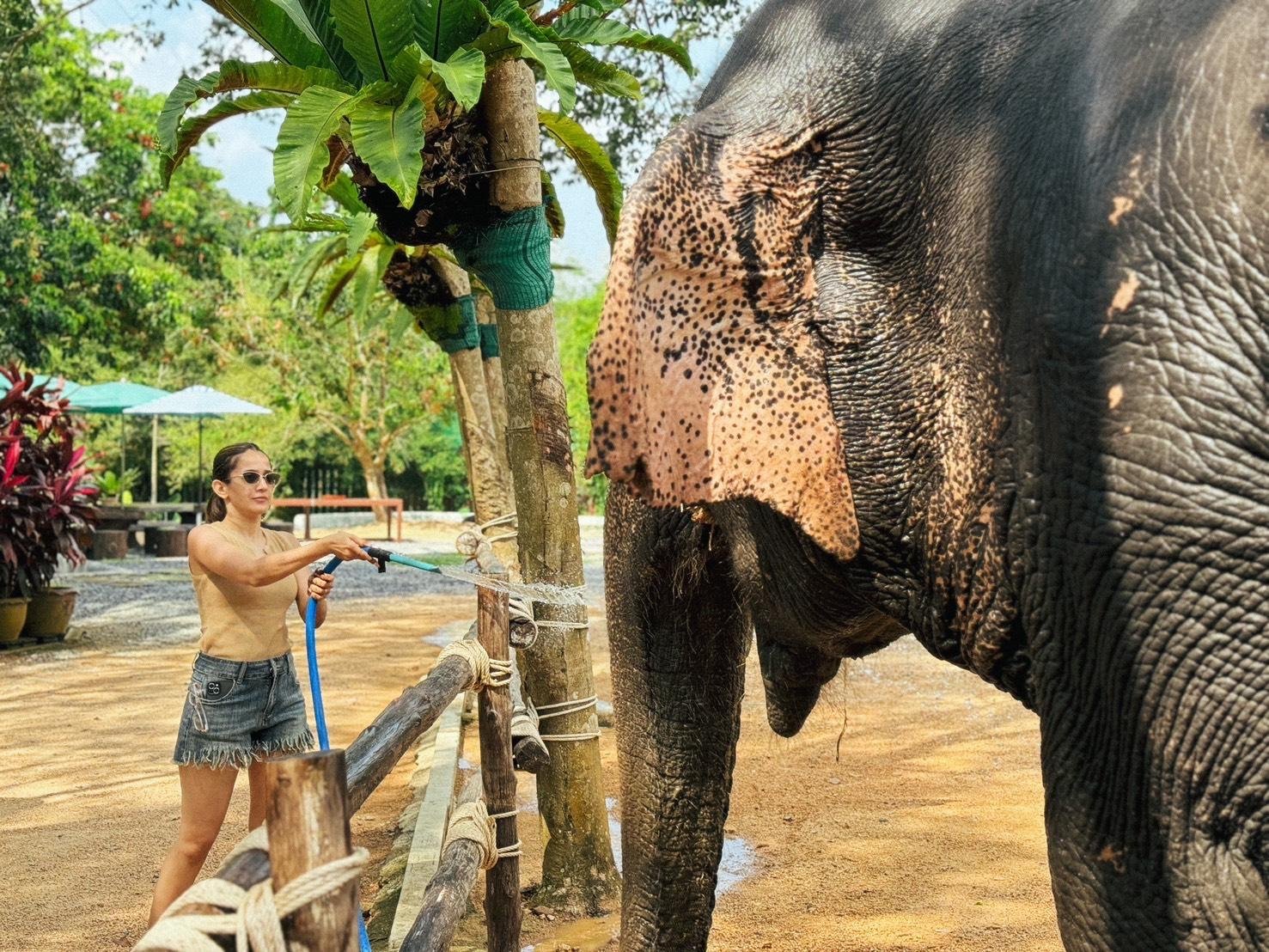 Samui Elephant Home: Ethical Sanctuary Visit & Conservation