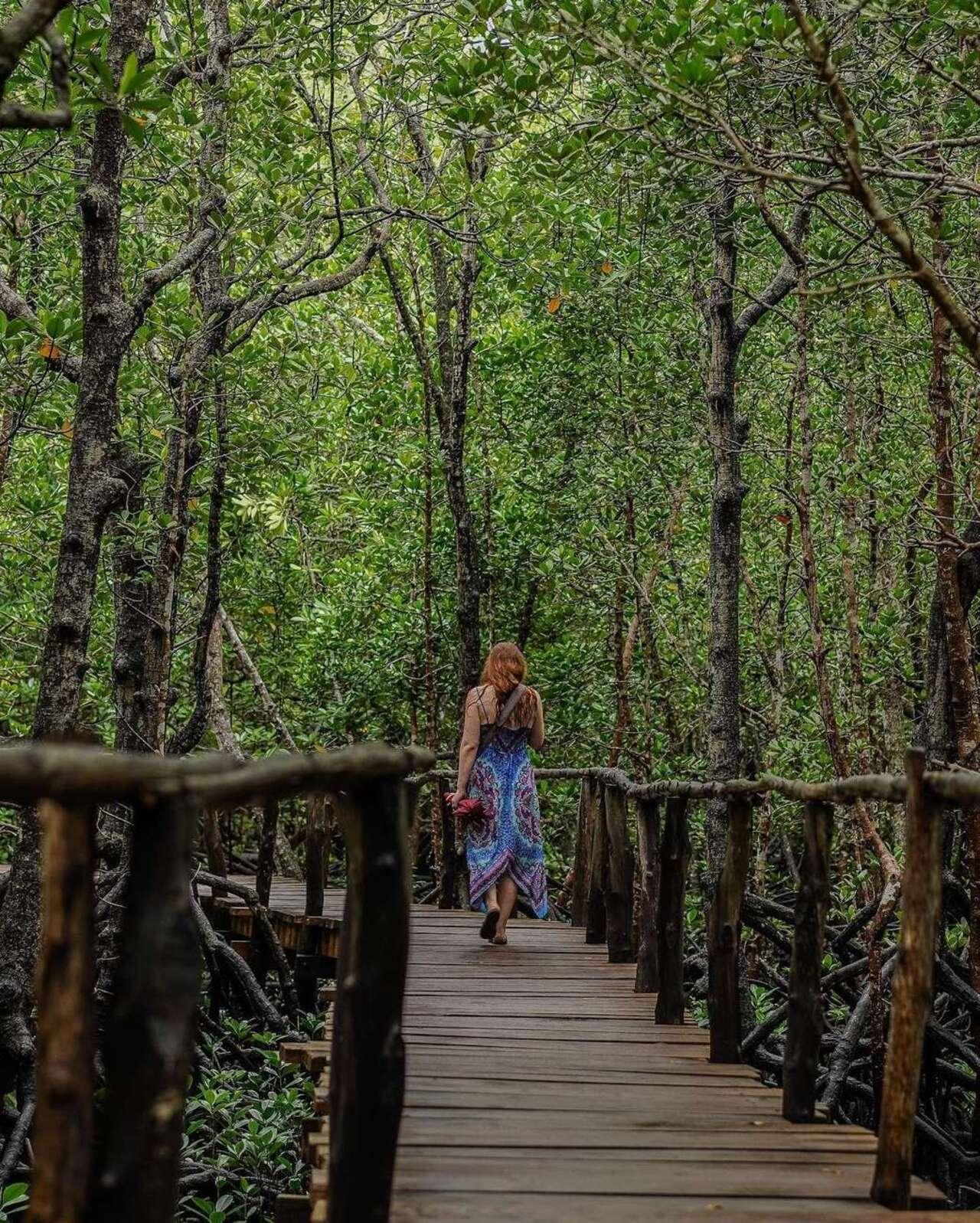 Zanzibar Jozani Forest Private Wildlife Tour