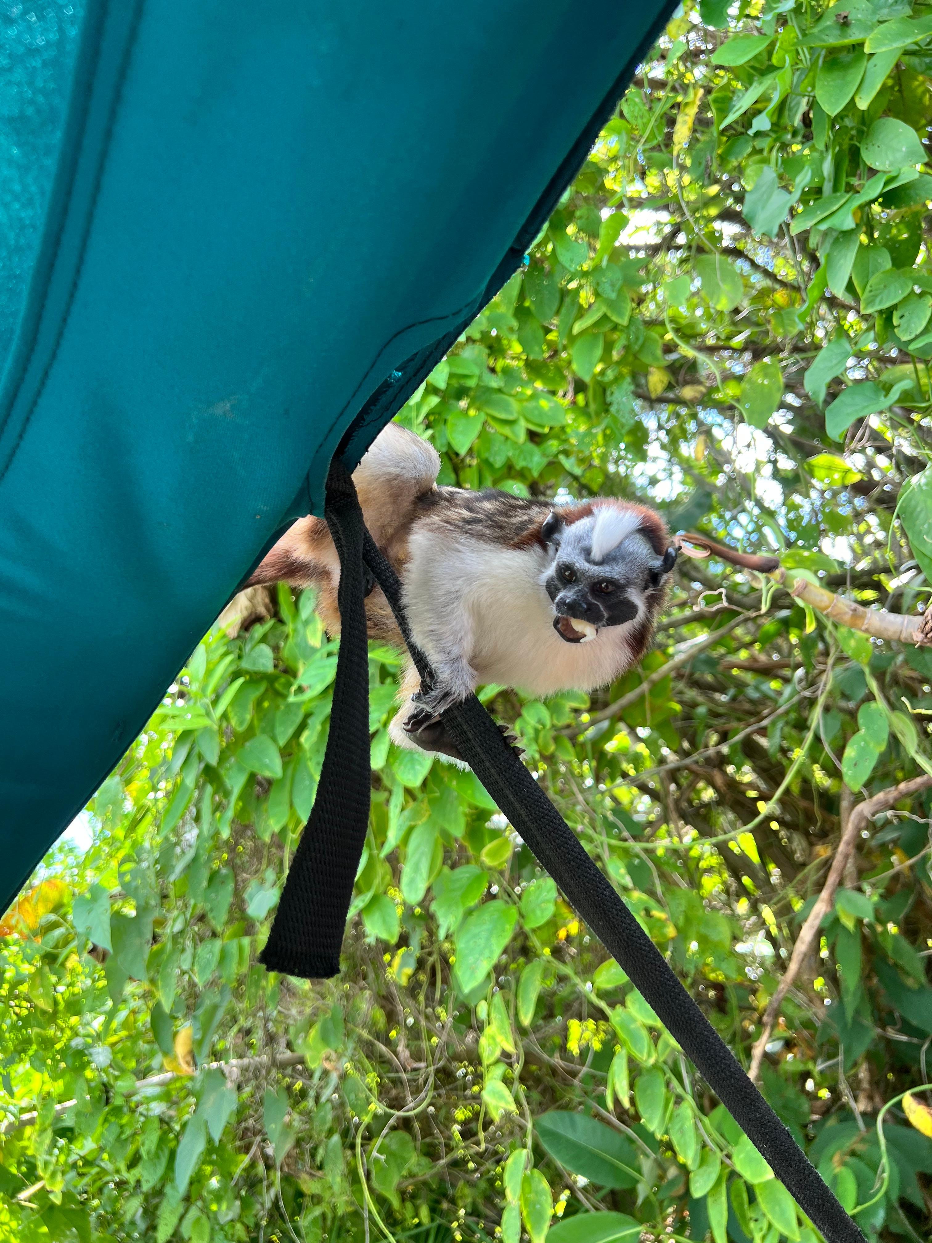 Panama Canal: Gatun Lake Wildlife & Monkey Island Cruise