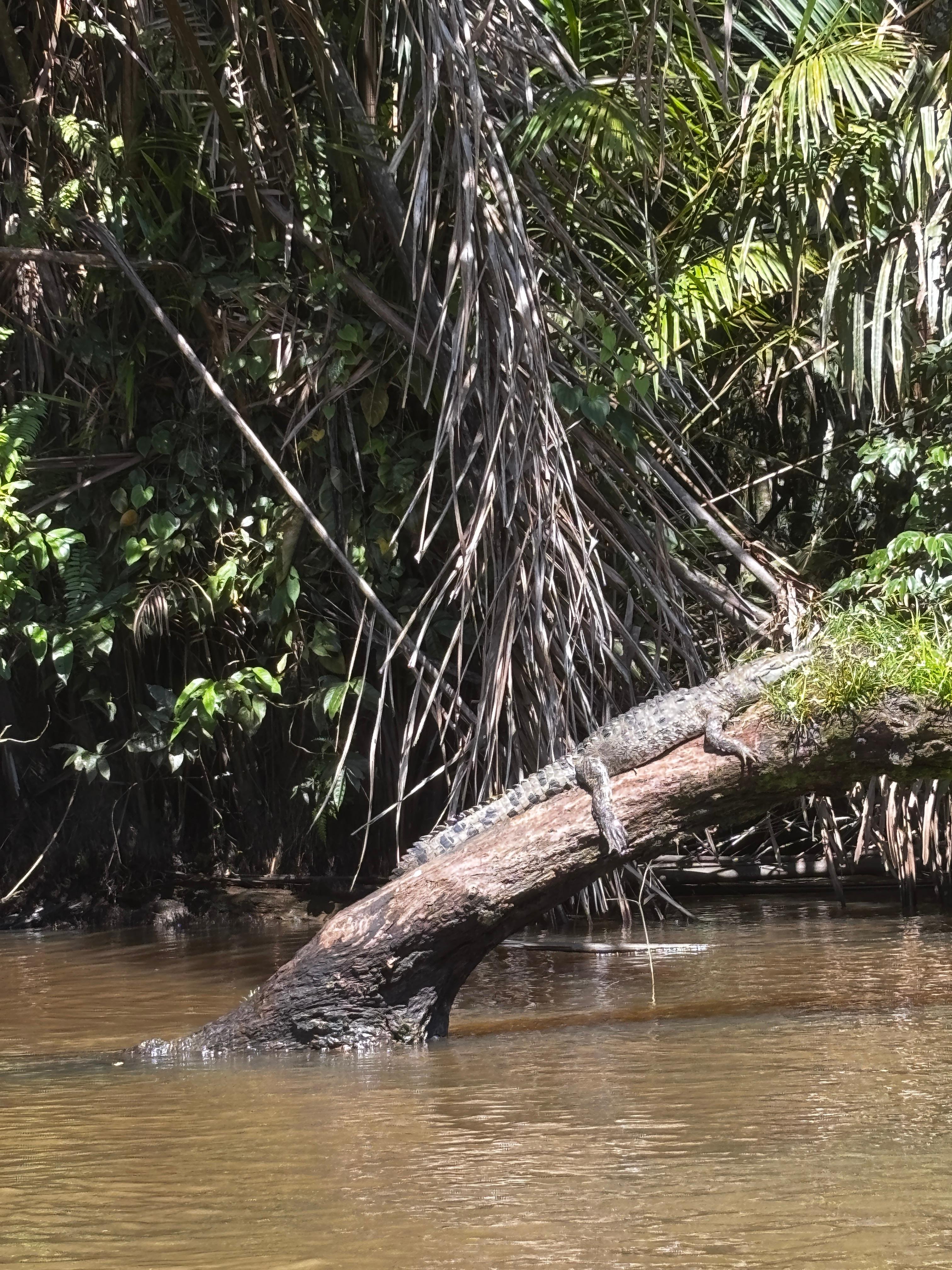 Tortuguero 2-Day Eco Adventure: Canoe, Jaguar Trail, Night Walk & Turtle Nesting