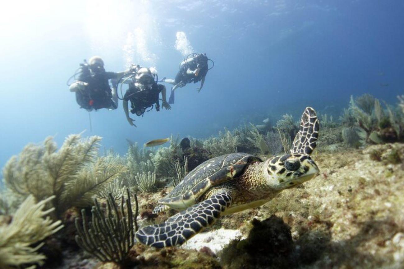 PADI Discover Scuba Diving at MUSA & Manchones Reef