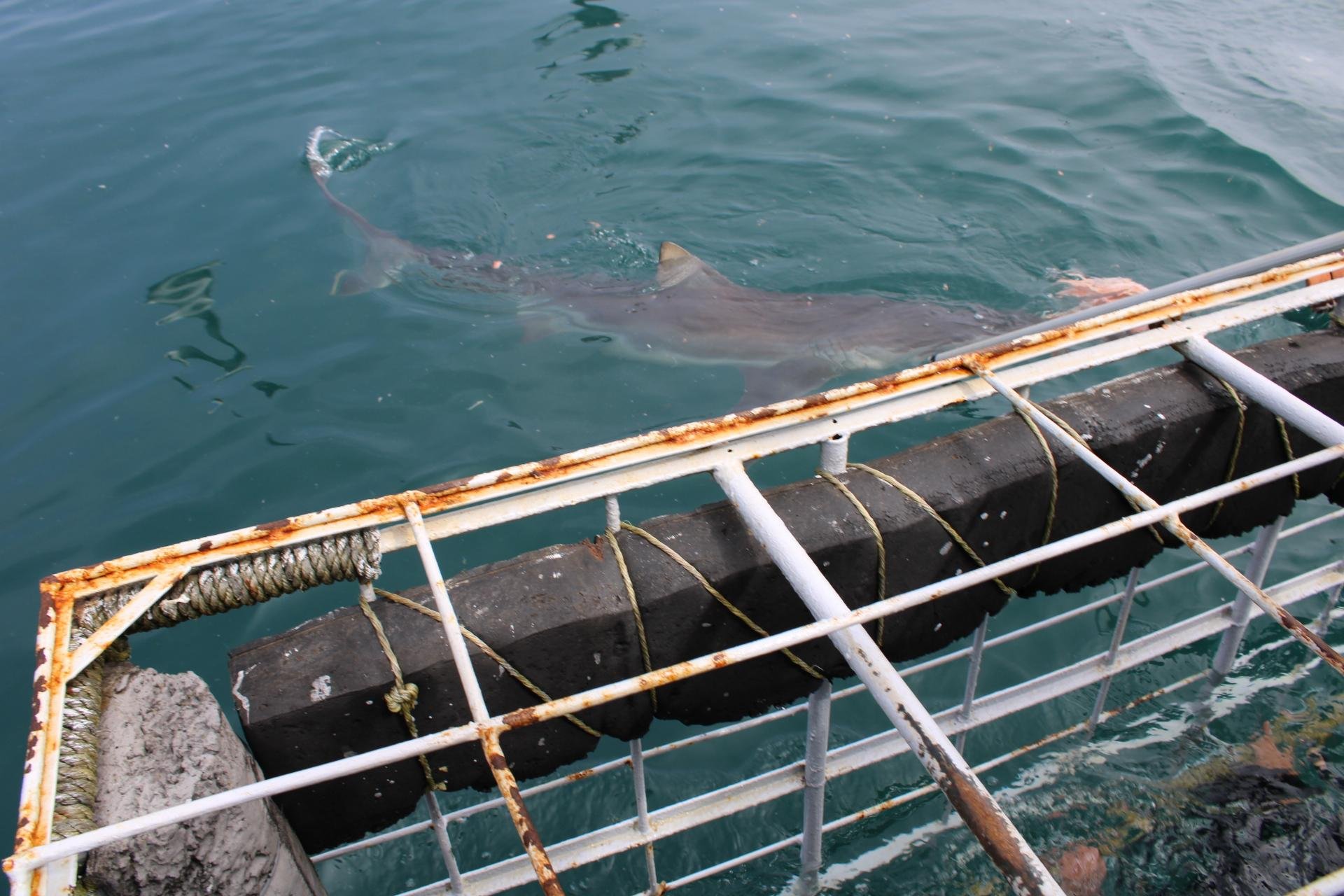 Private Shark Cage Diving Day Tour from Cape Town