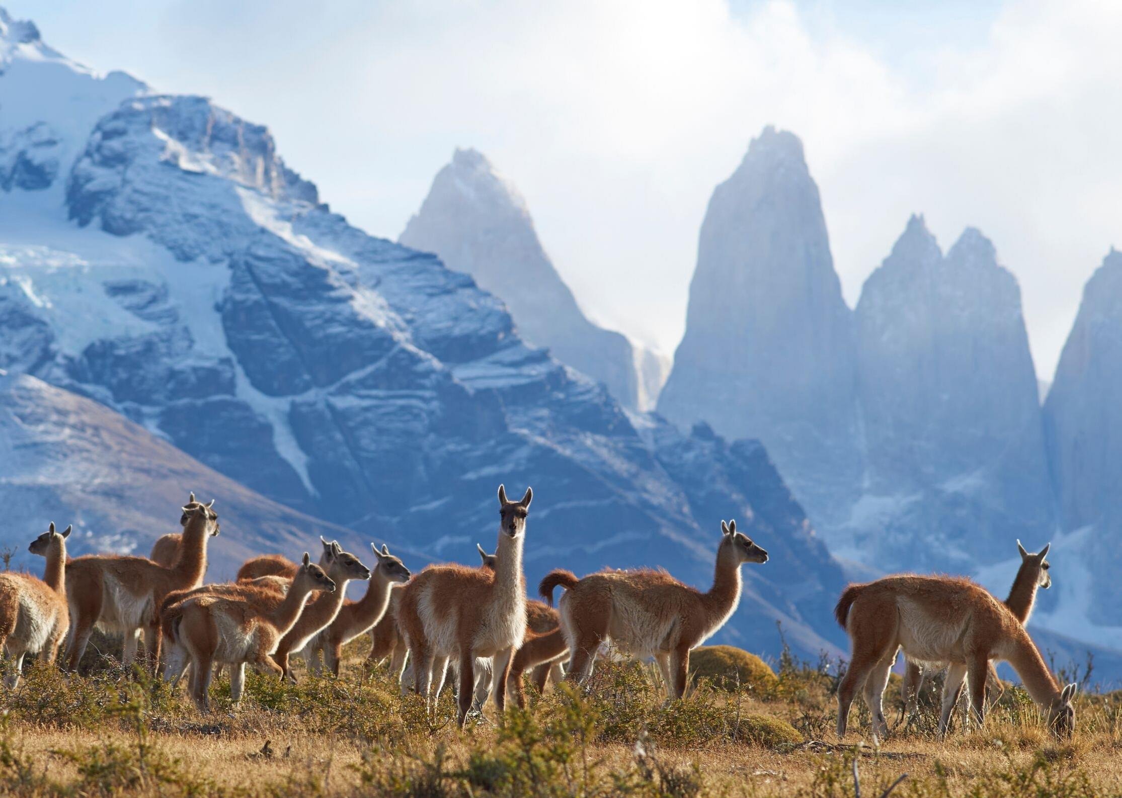 Torres del Paine Full-Day Tour from El Calafate