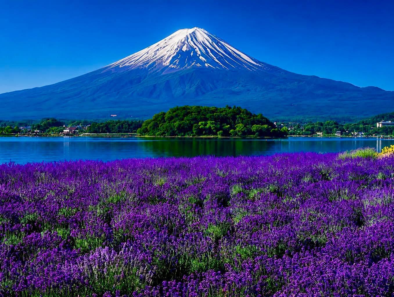 Custom Mt. Fuji & Hakone Private Full-Day Tour from Tokyo
