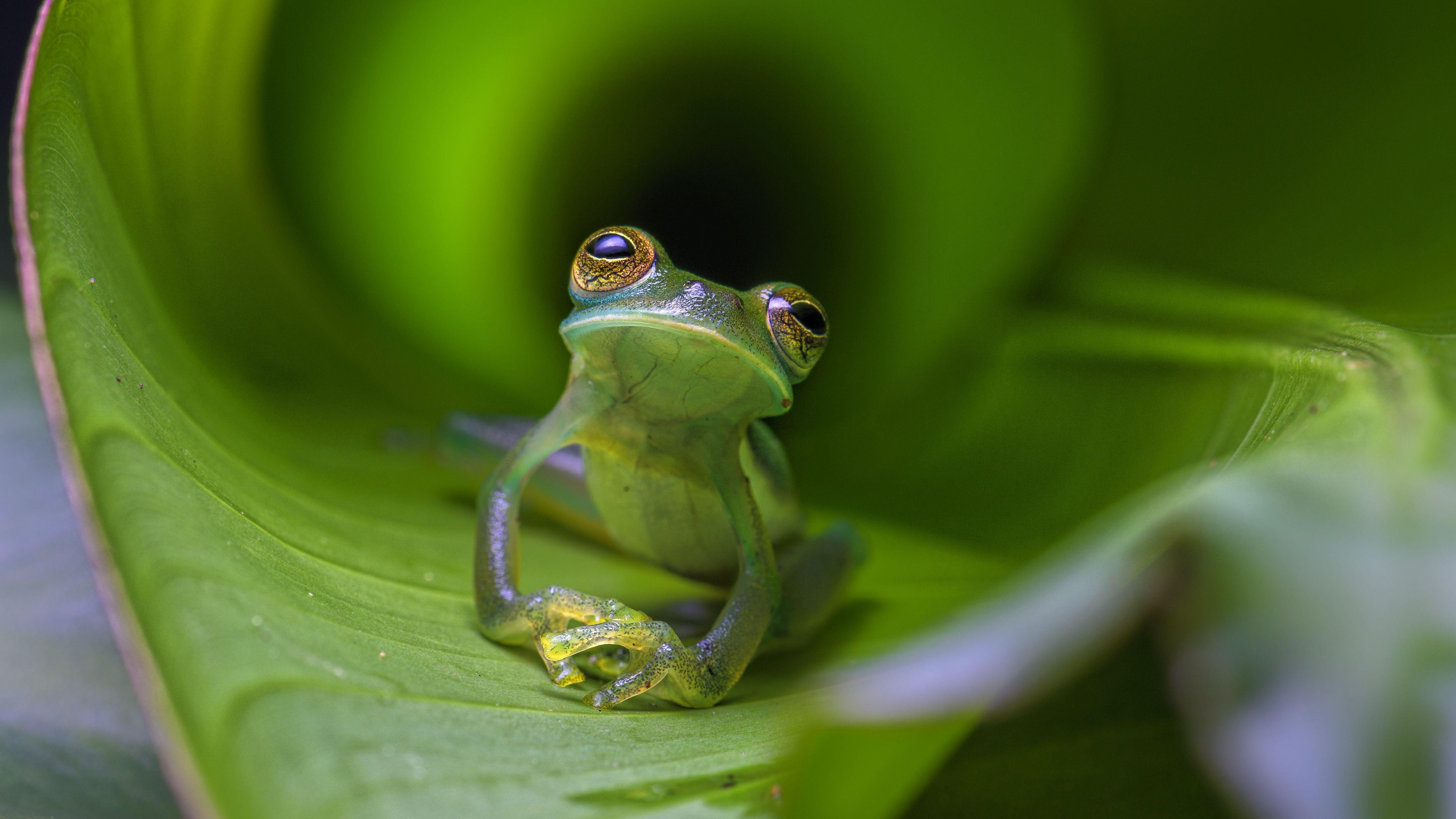 Manuel Antonio Night Wildlife Walk with Expert Naturalist