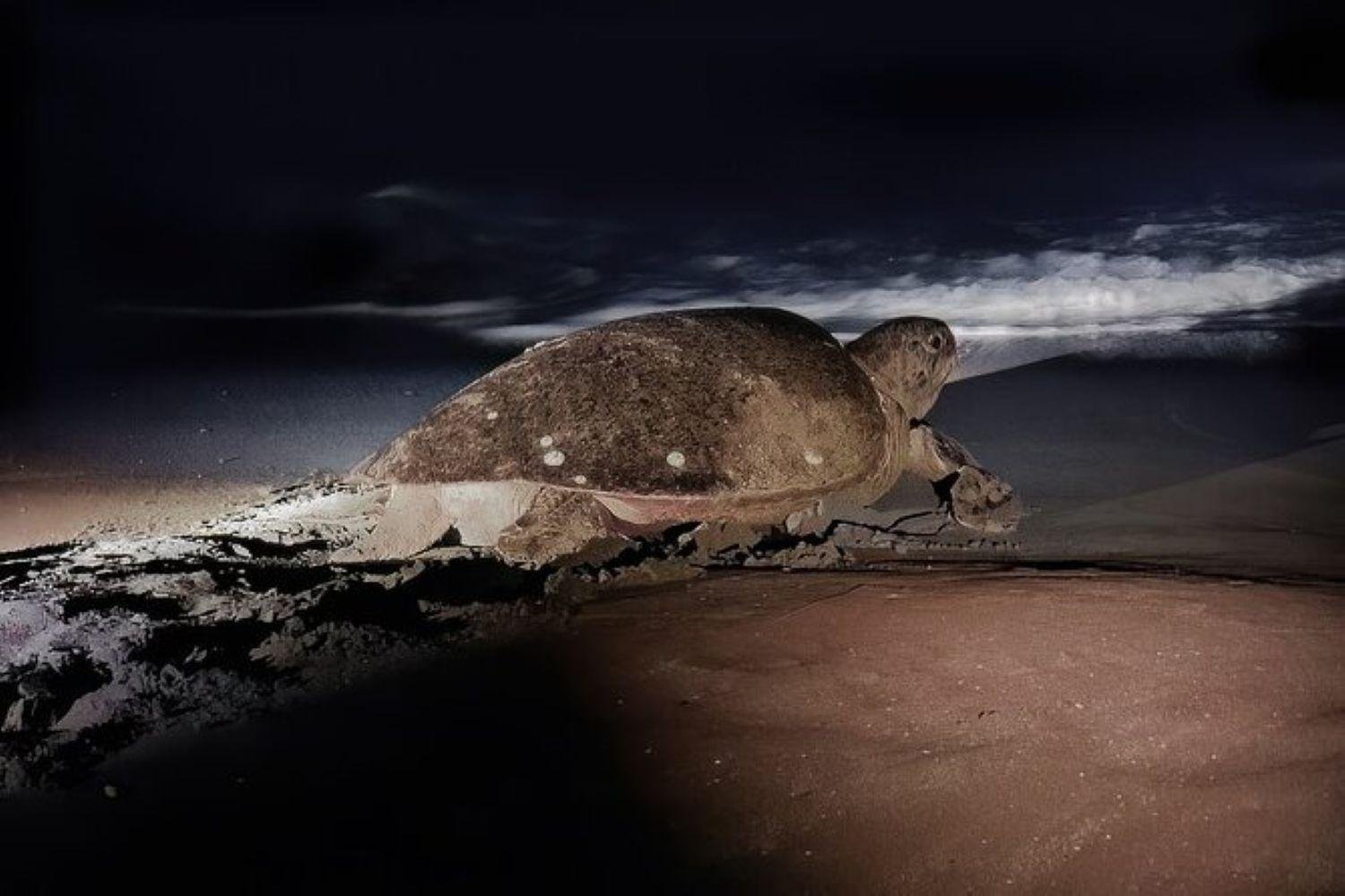 Tortuguero Night Turtle Nesting Experience